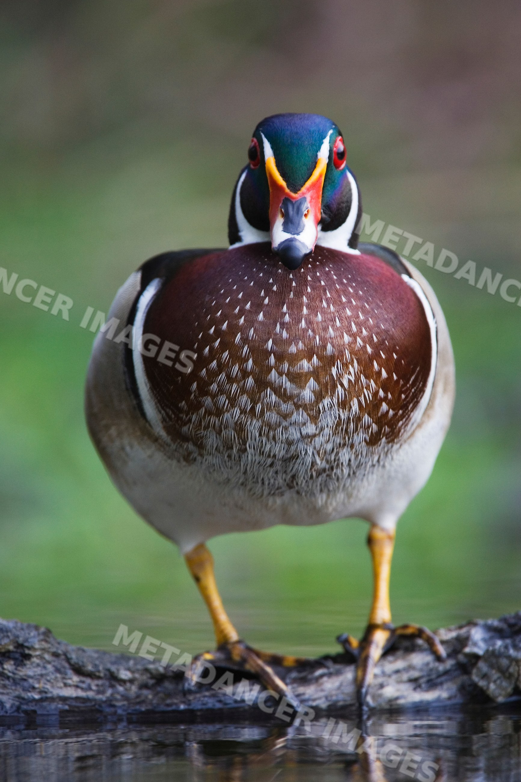 Wood duck standing on branch above water