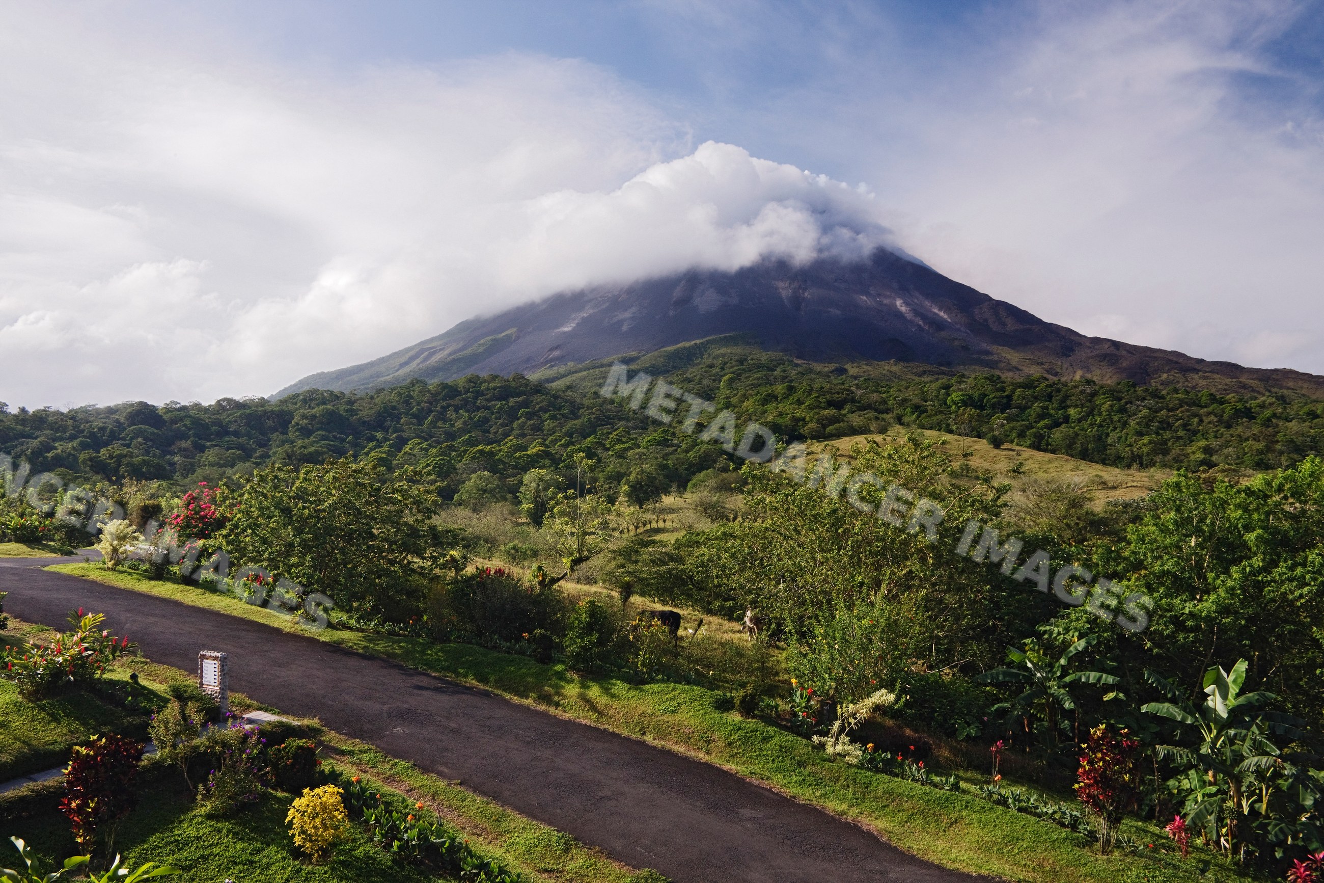 Arenal volcano rising behind green forest with road and flowers