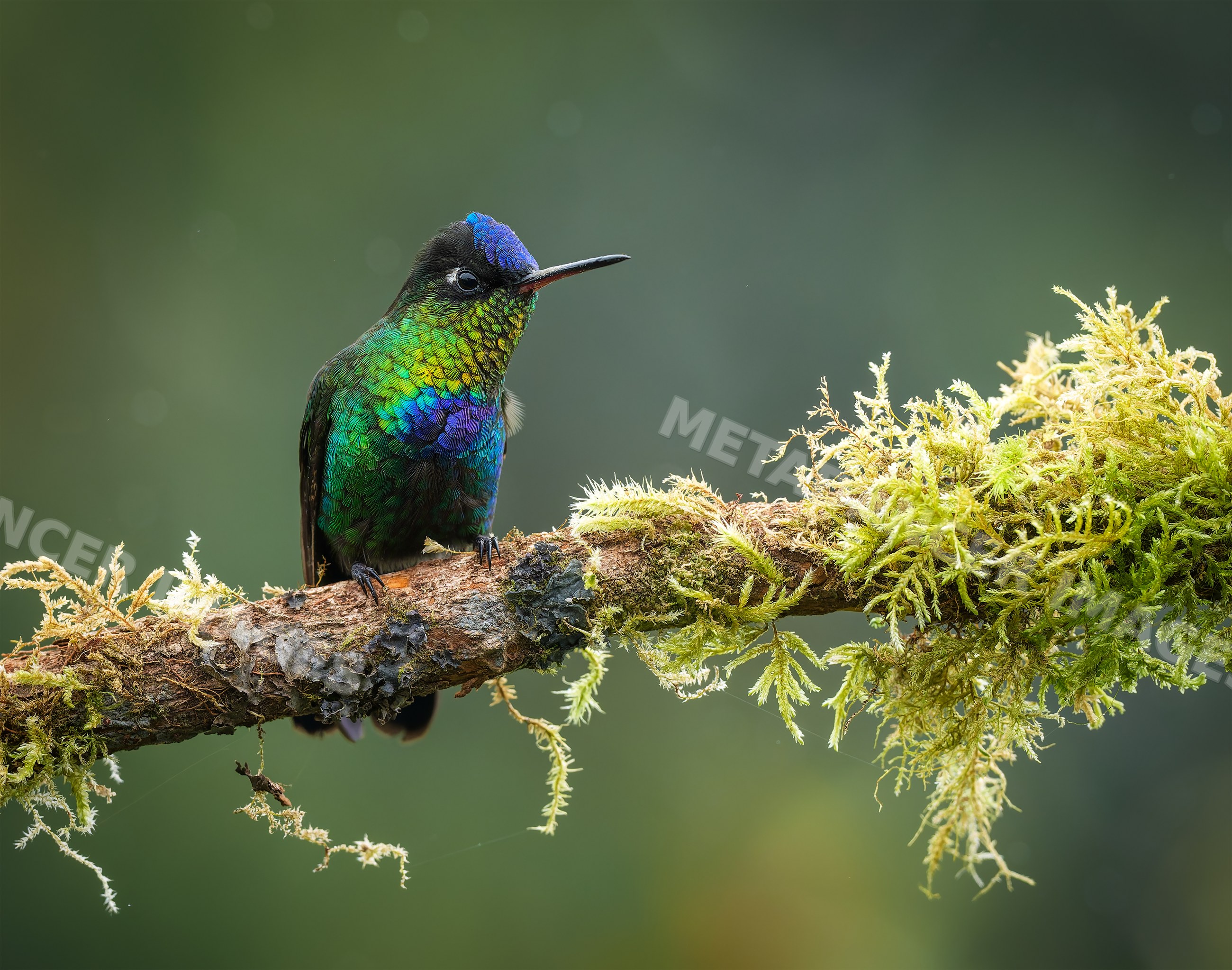 Hummingbird perched on moss-covered branch in natural habitat