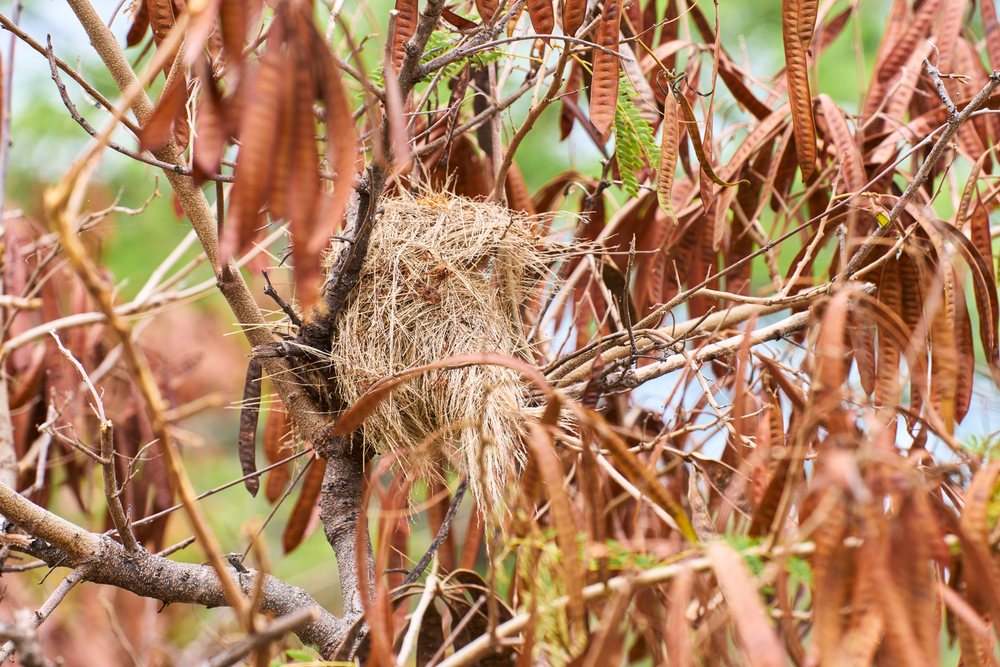 Bird nest constructed in tree with dry seed pods in natural outdoor