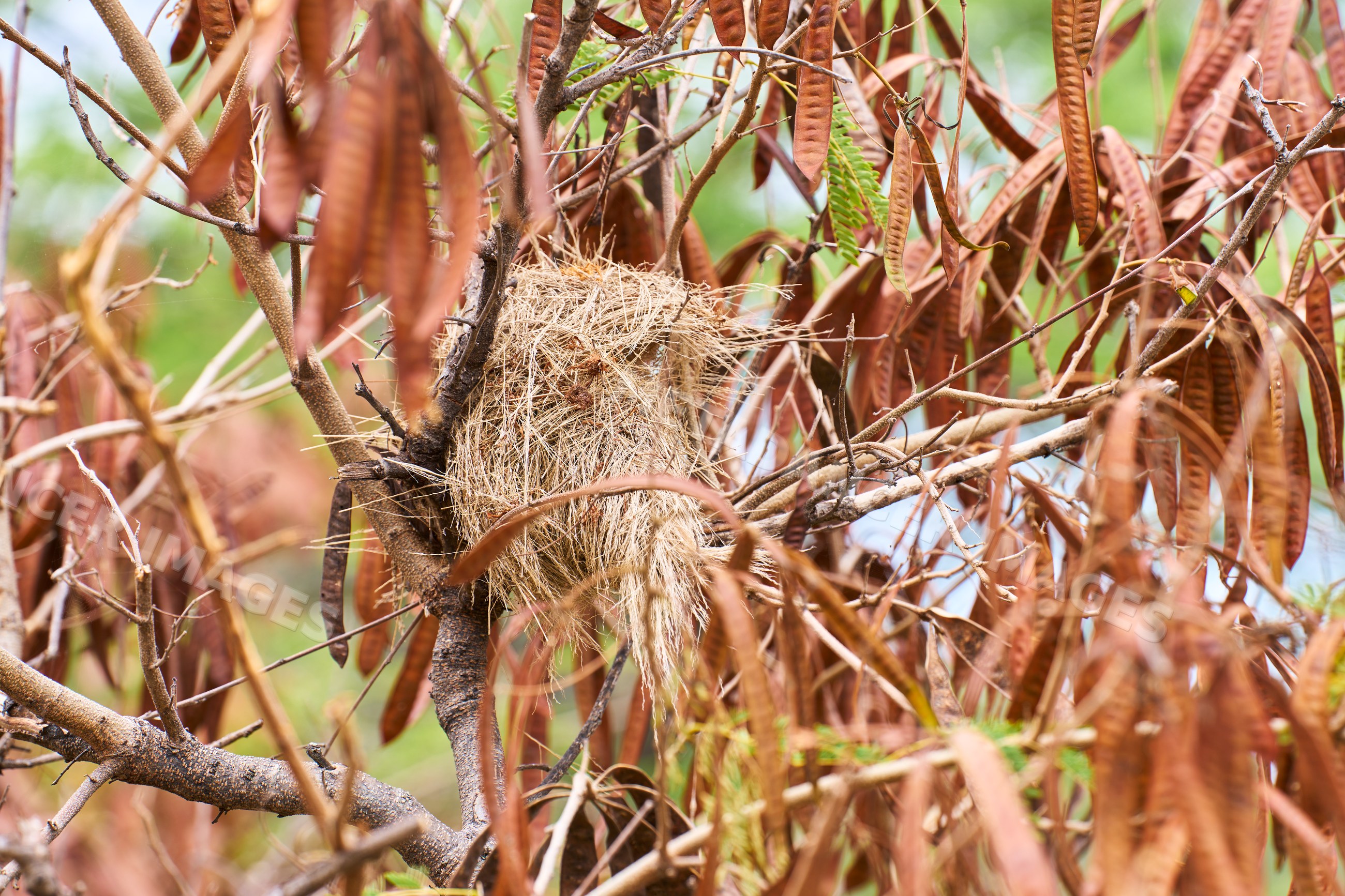 Bird nest constructed in tree with dry seed pods in natural outdoor
