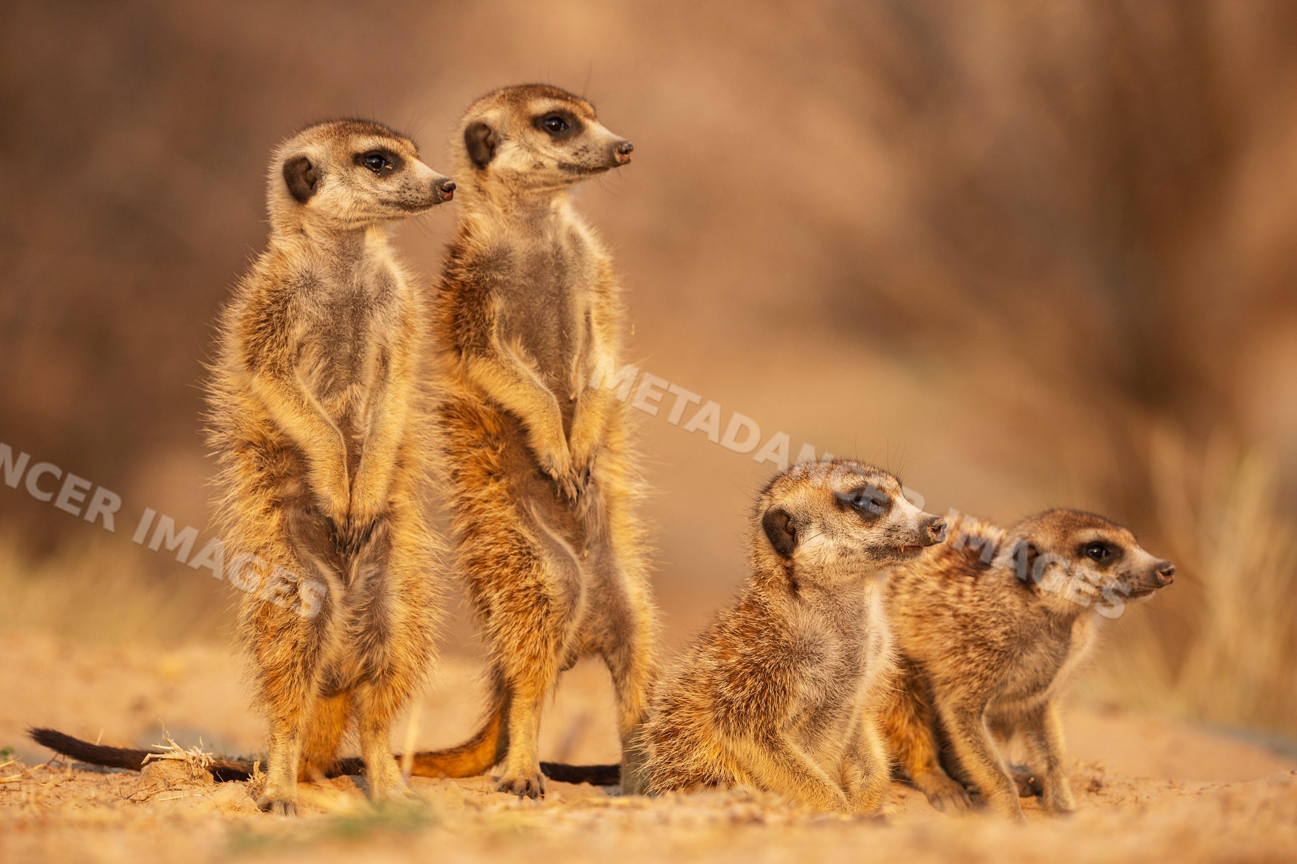 Meerkat group standing alert in Kalahari Desert at Sunrise