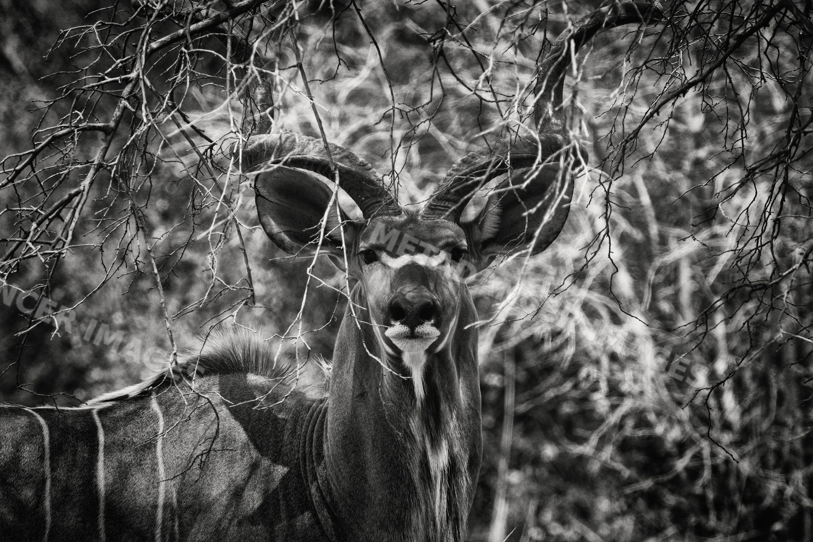 Kudu with large spiraled horns in south luangwa national park, Zambia