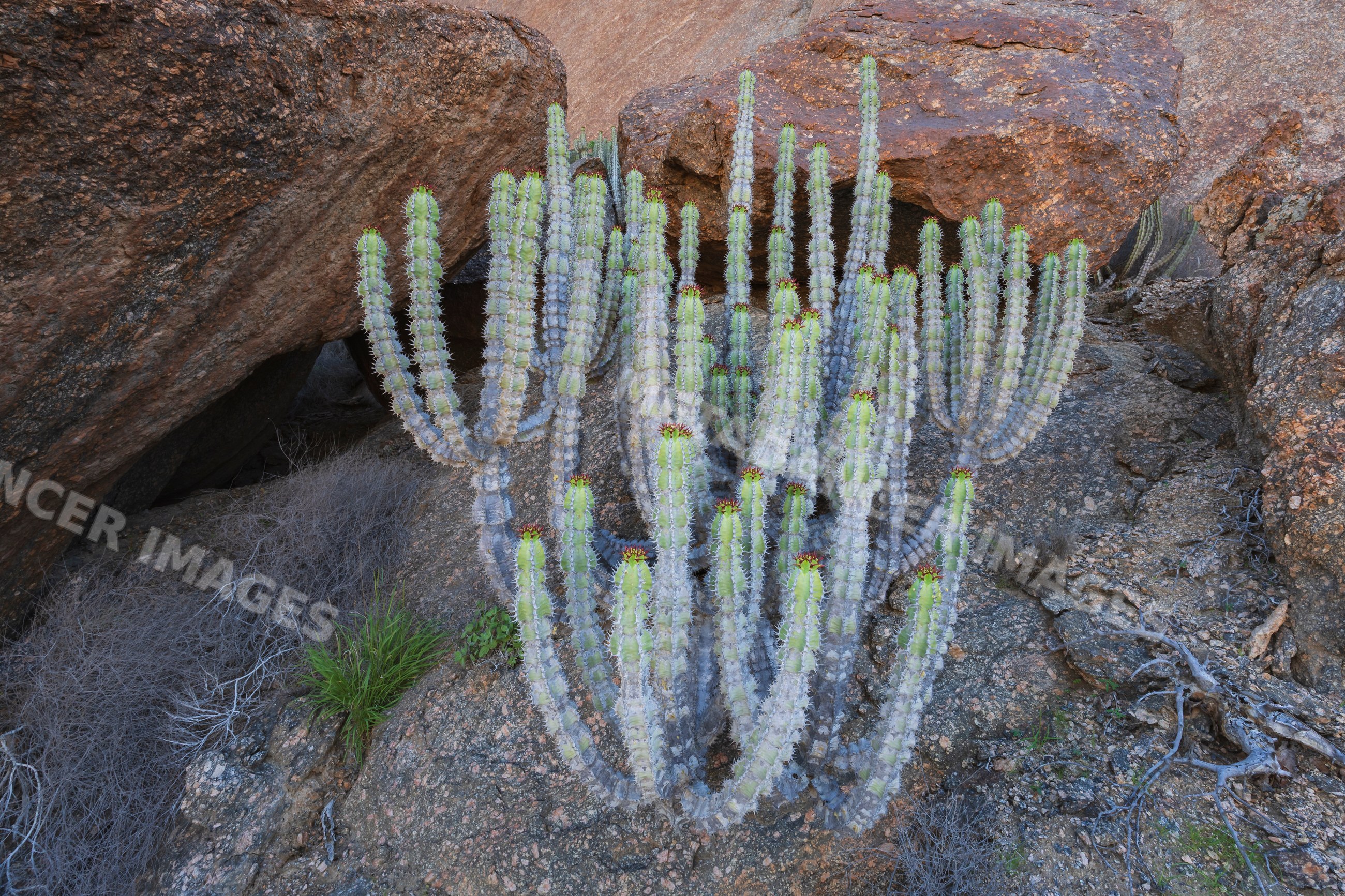 Euphorbia cactus among Granite Rocks in Namibia desert