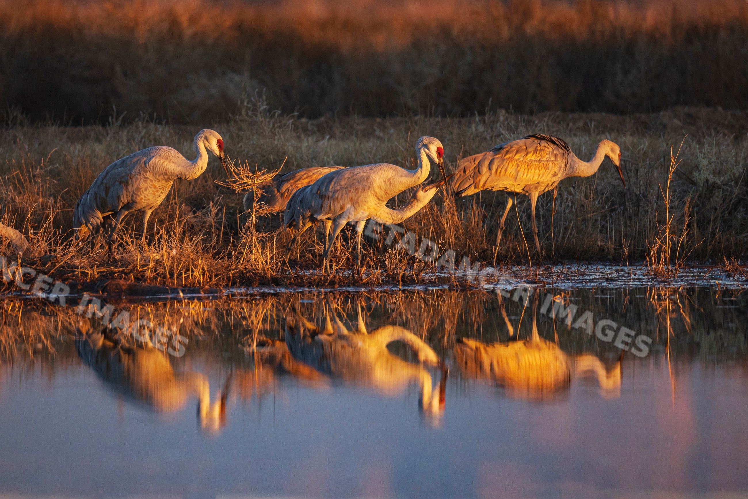 Sandhill cranes drinking water at Sunset in New Mexico wetland
