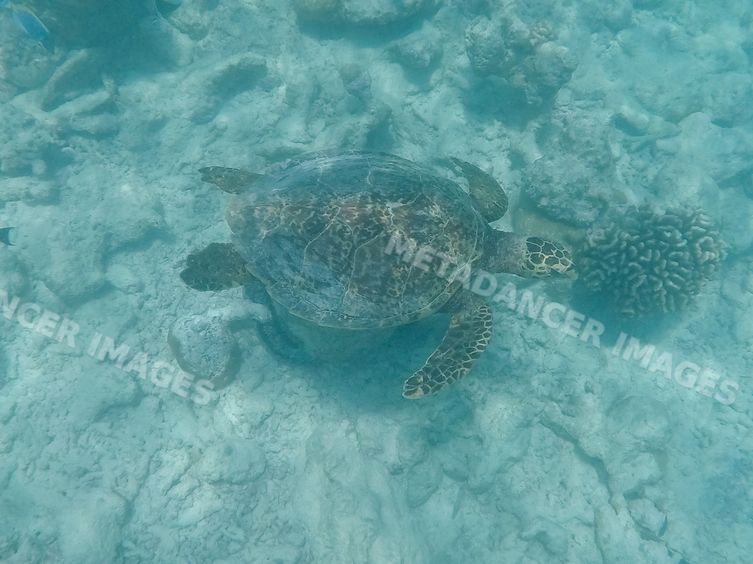 A sea turtle swimming underwater above coral reef