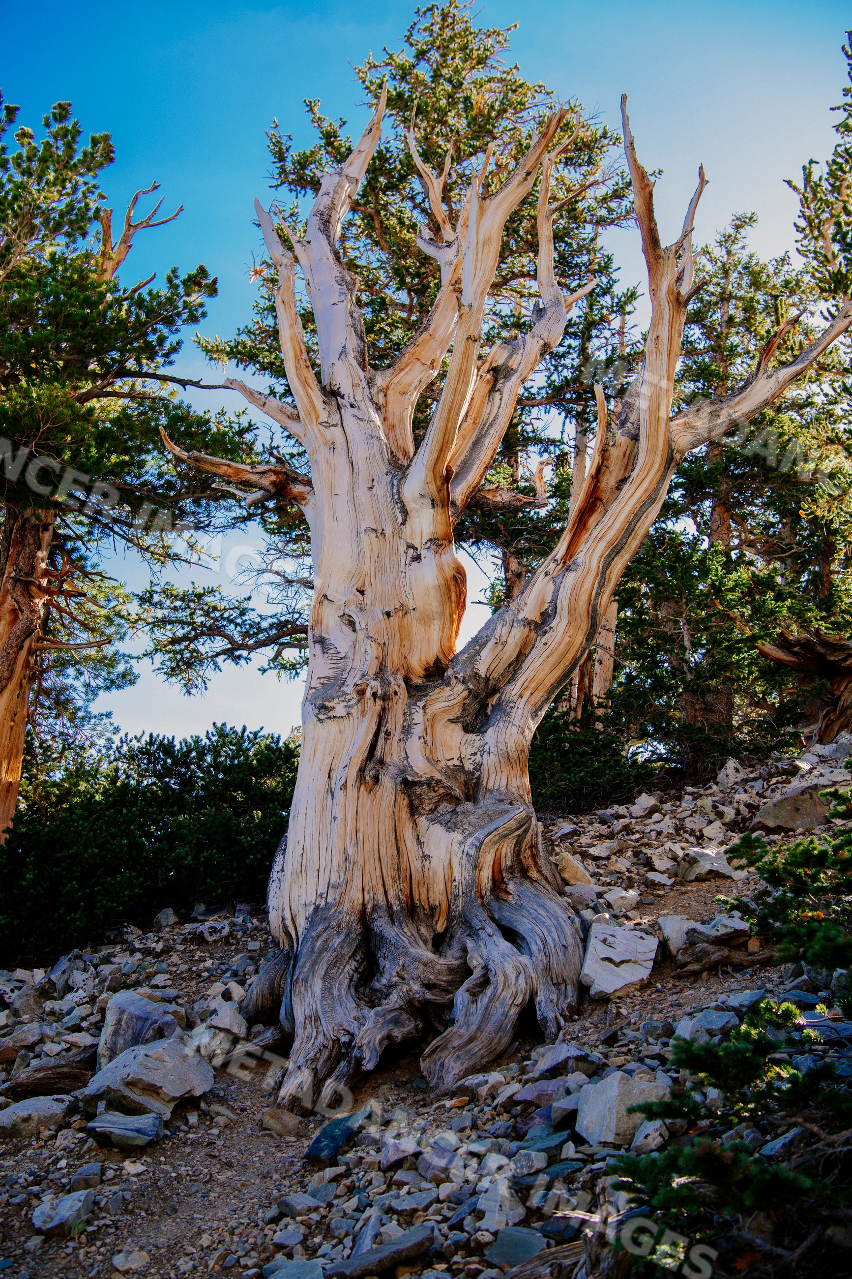 Ancient bristlecone pine tree in rocky mountainous forest