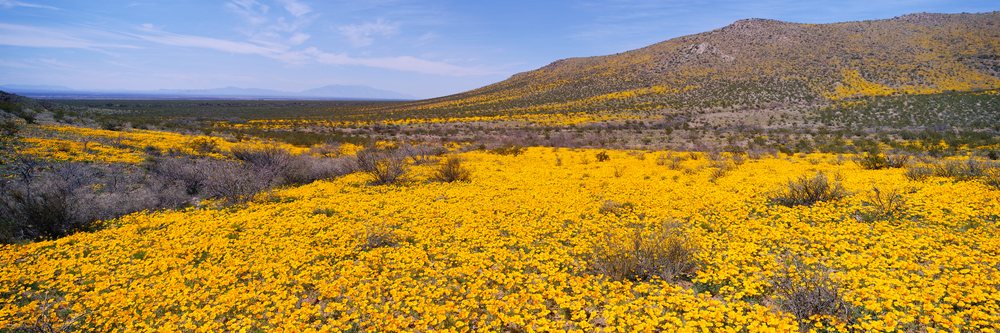 Yellow wildflowers blooming on desert hills under blue sky