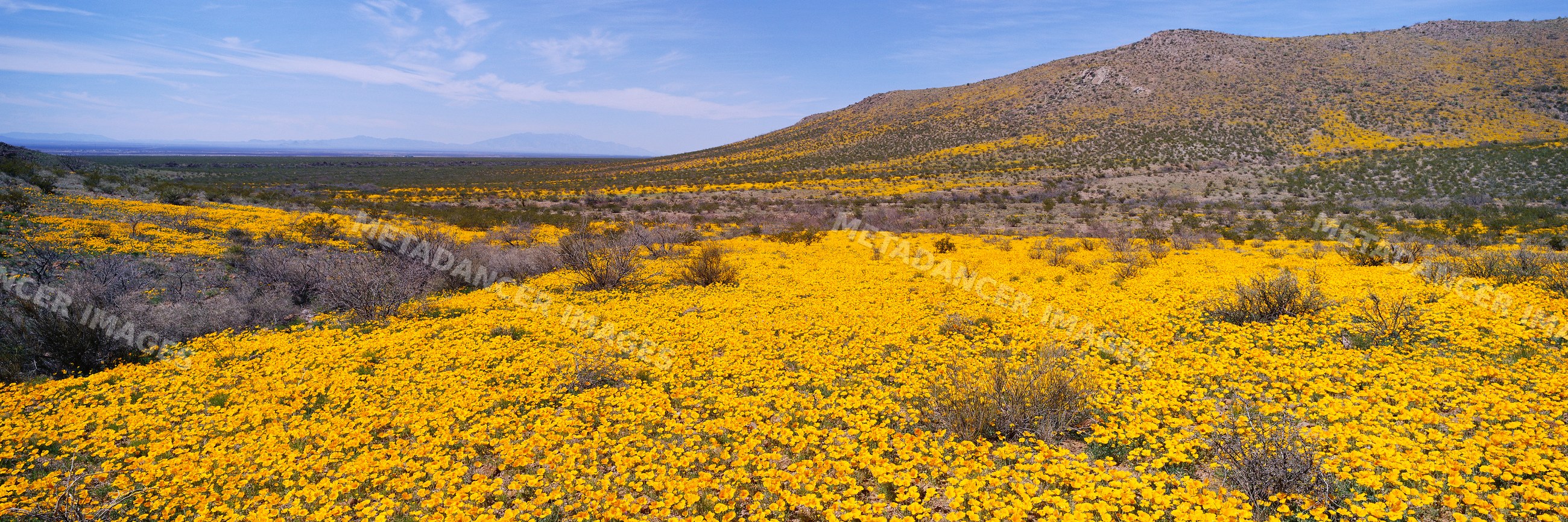 Yellow wildflowers blooming on desert hills under blue sky