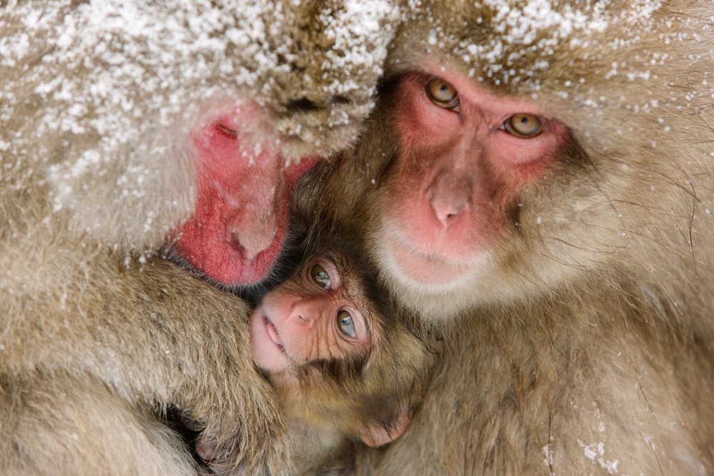 Japanese macaques huddling in snow nagano japan