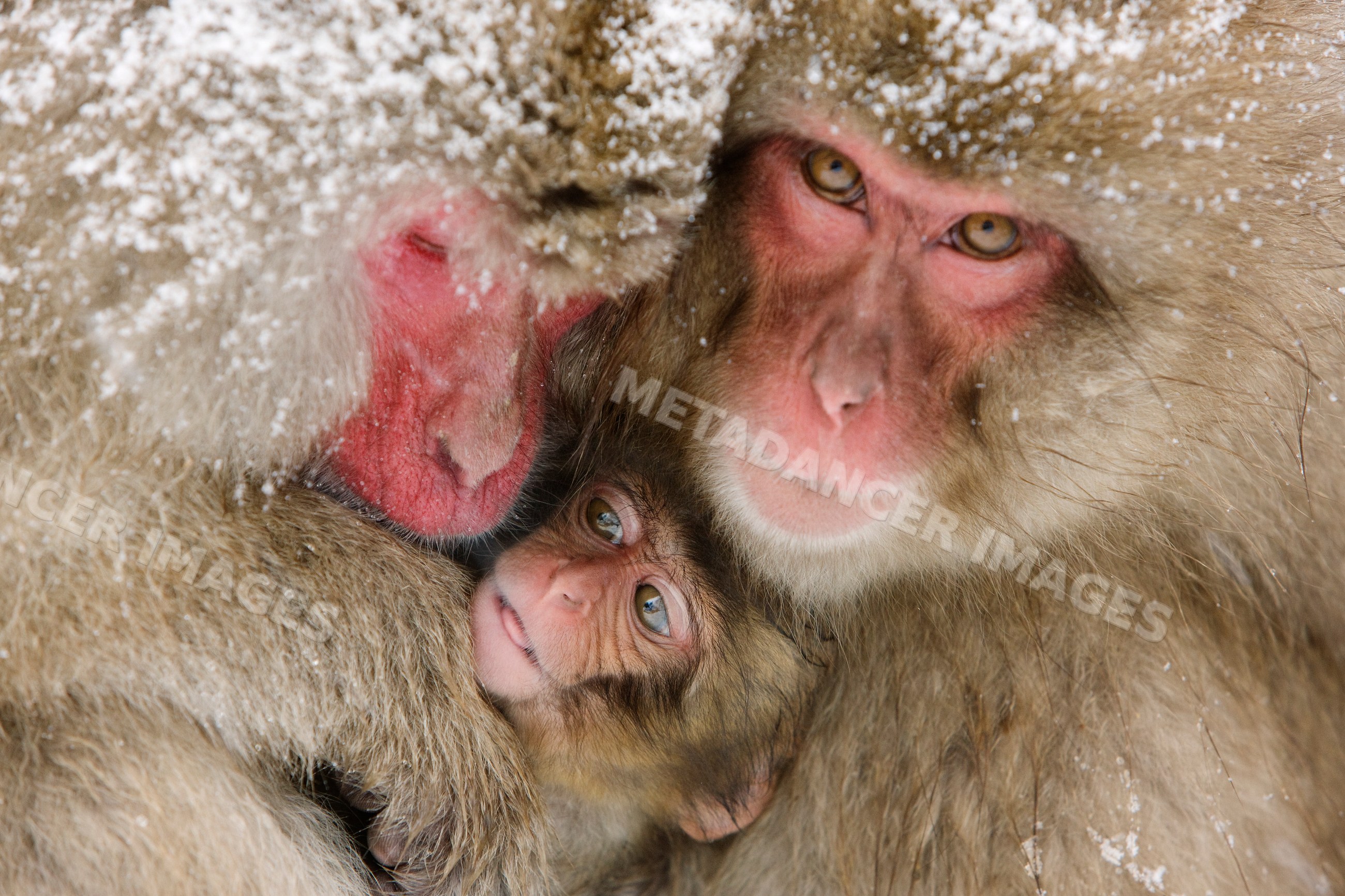 Japanese macaques huddling in snow nagano japan