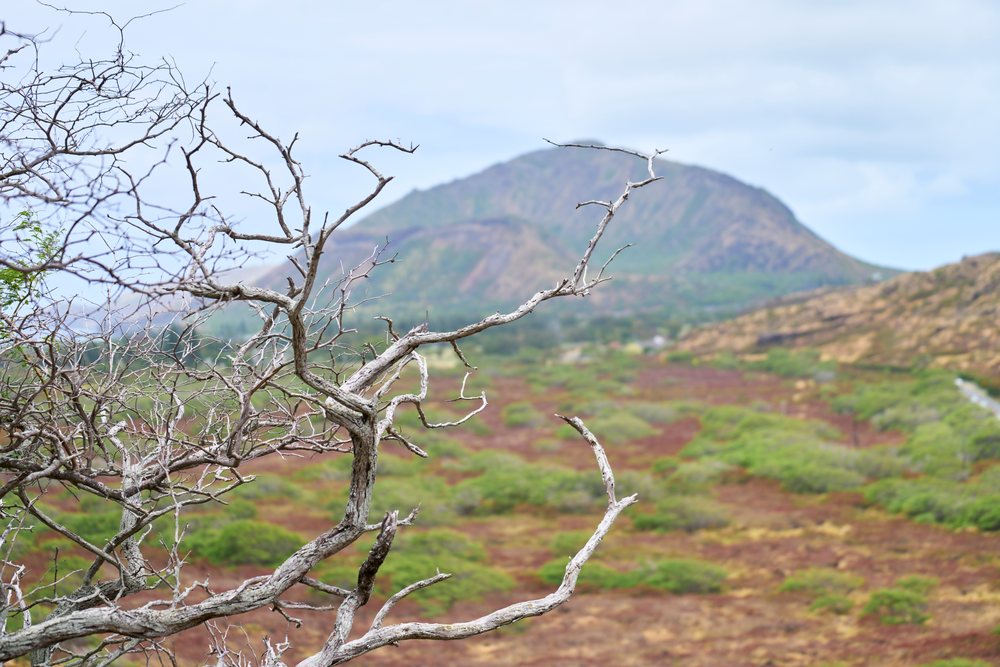 Mountainous landscape with dry tree branches and valley