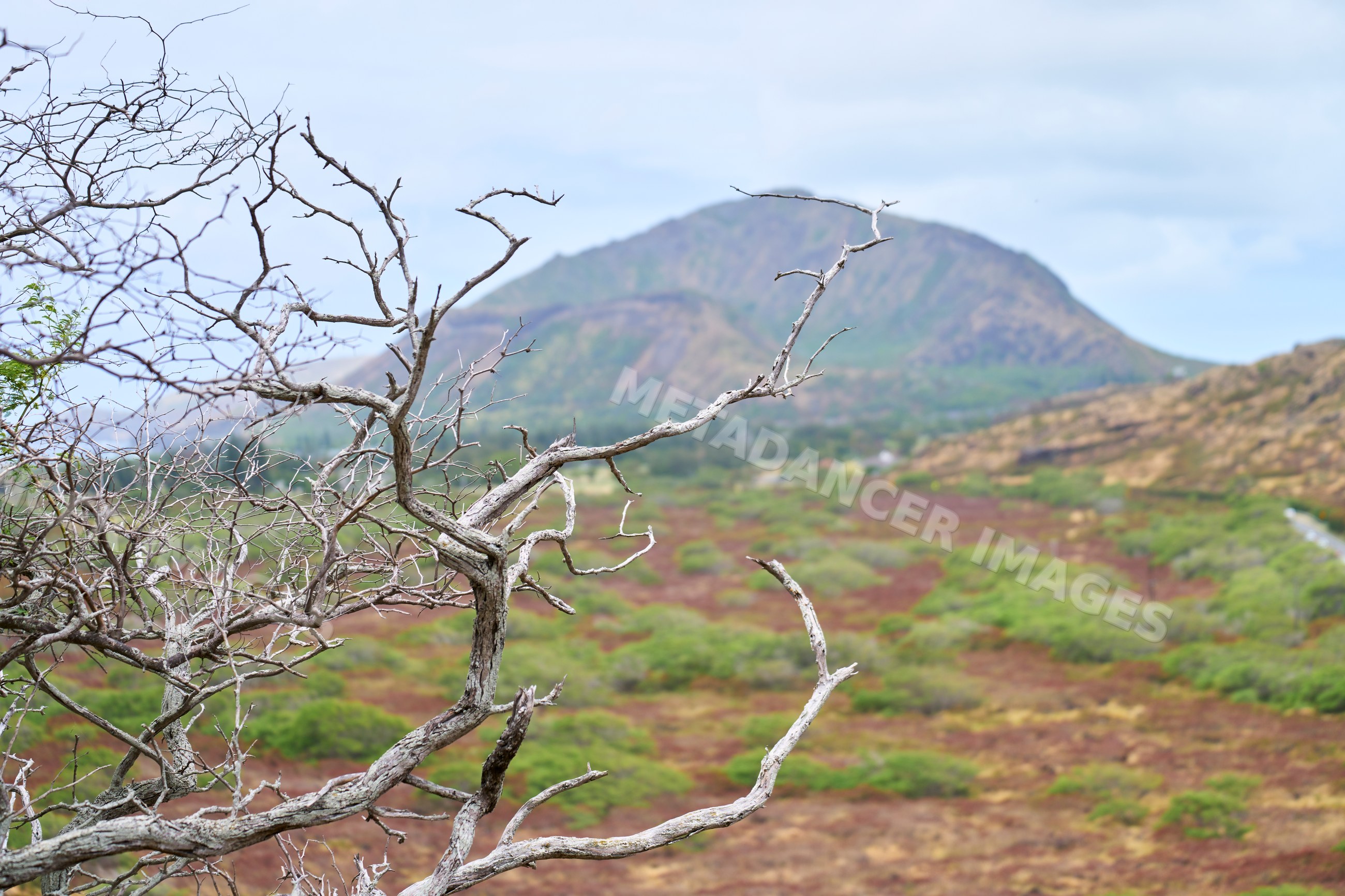 Mountainous landscape with dry tree branches and valley