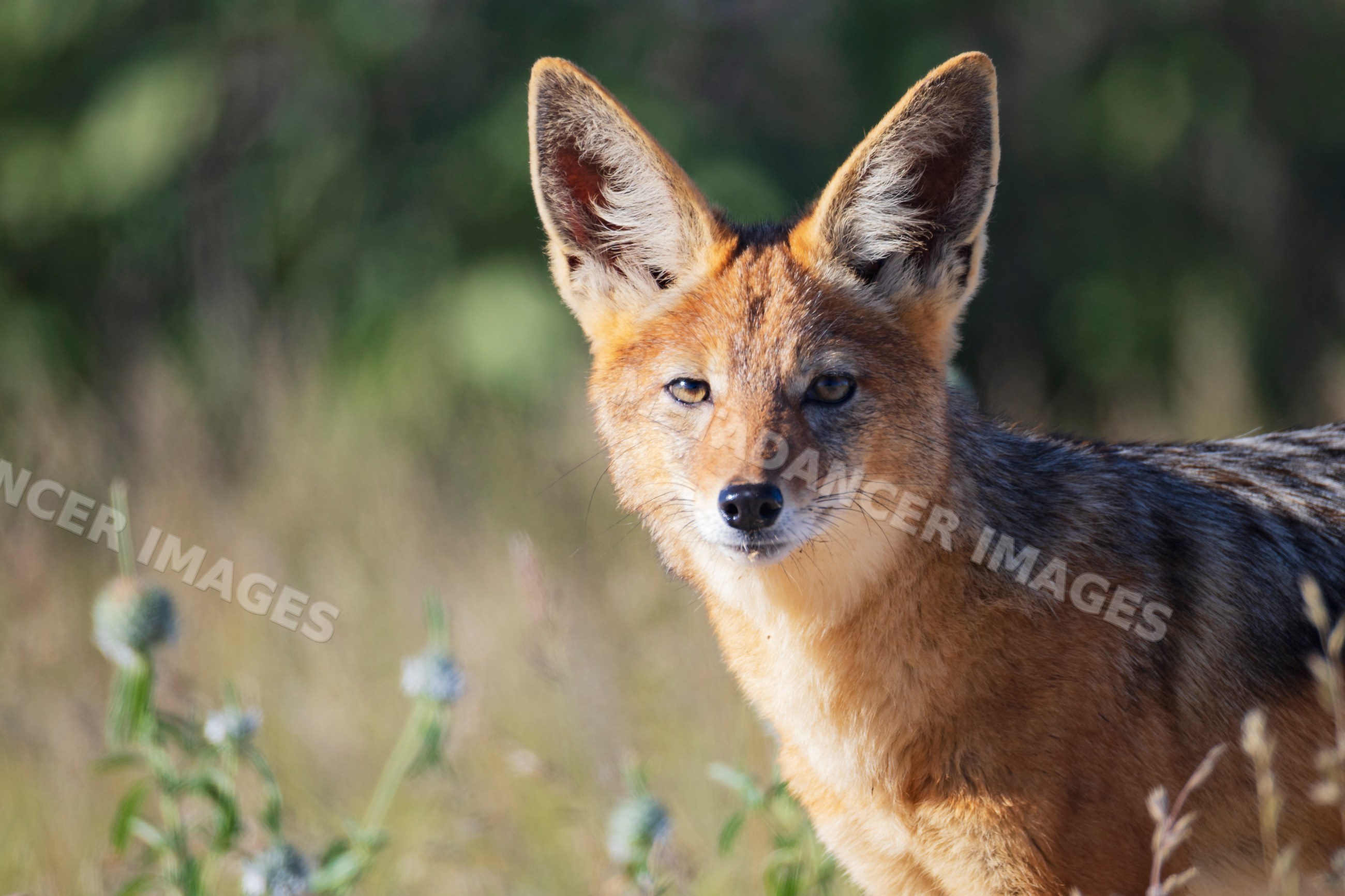 Black-backed jackal portrait