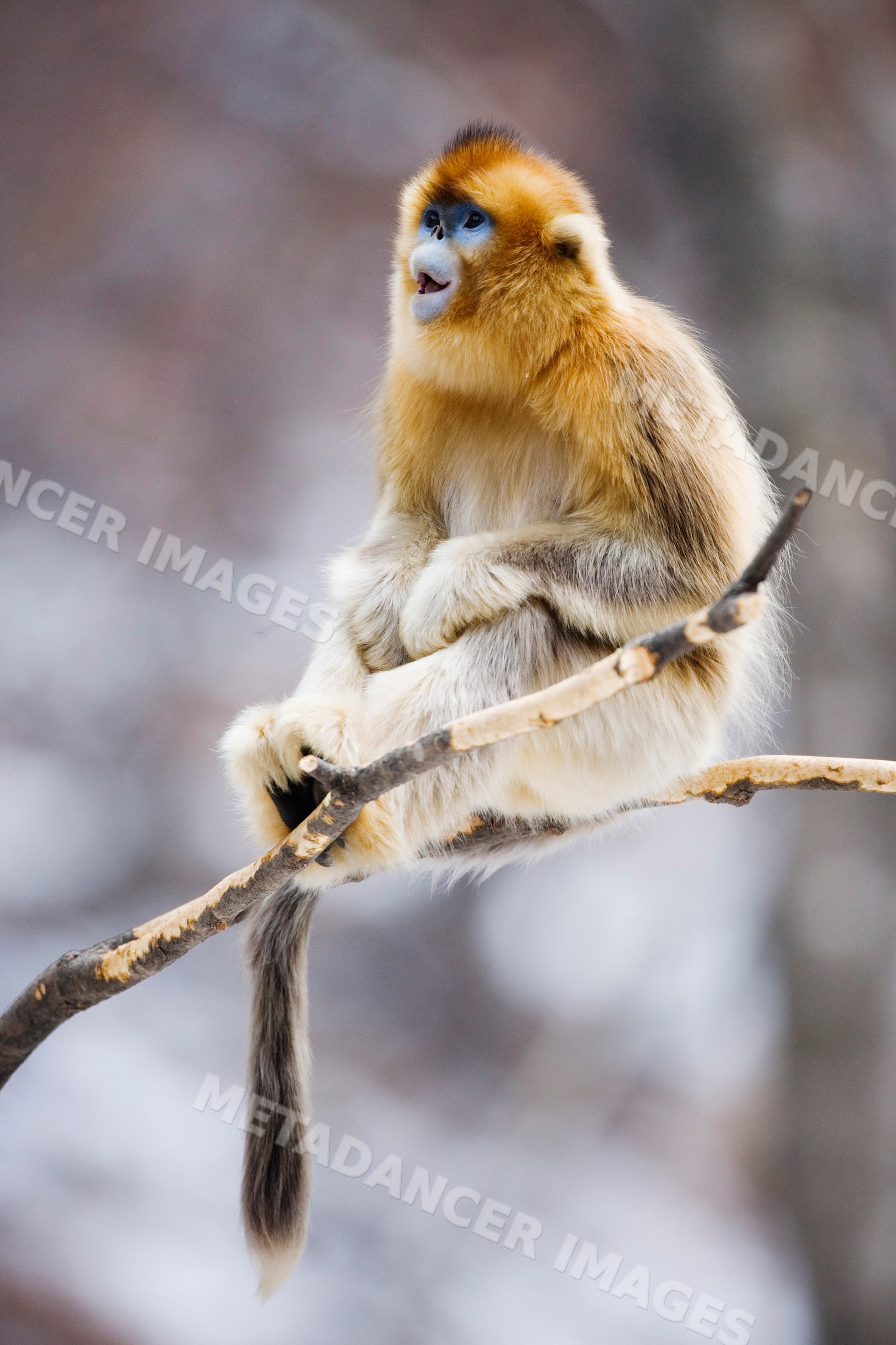 Golden monkey sitting on branch china
