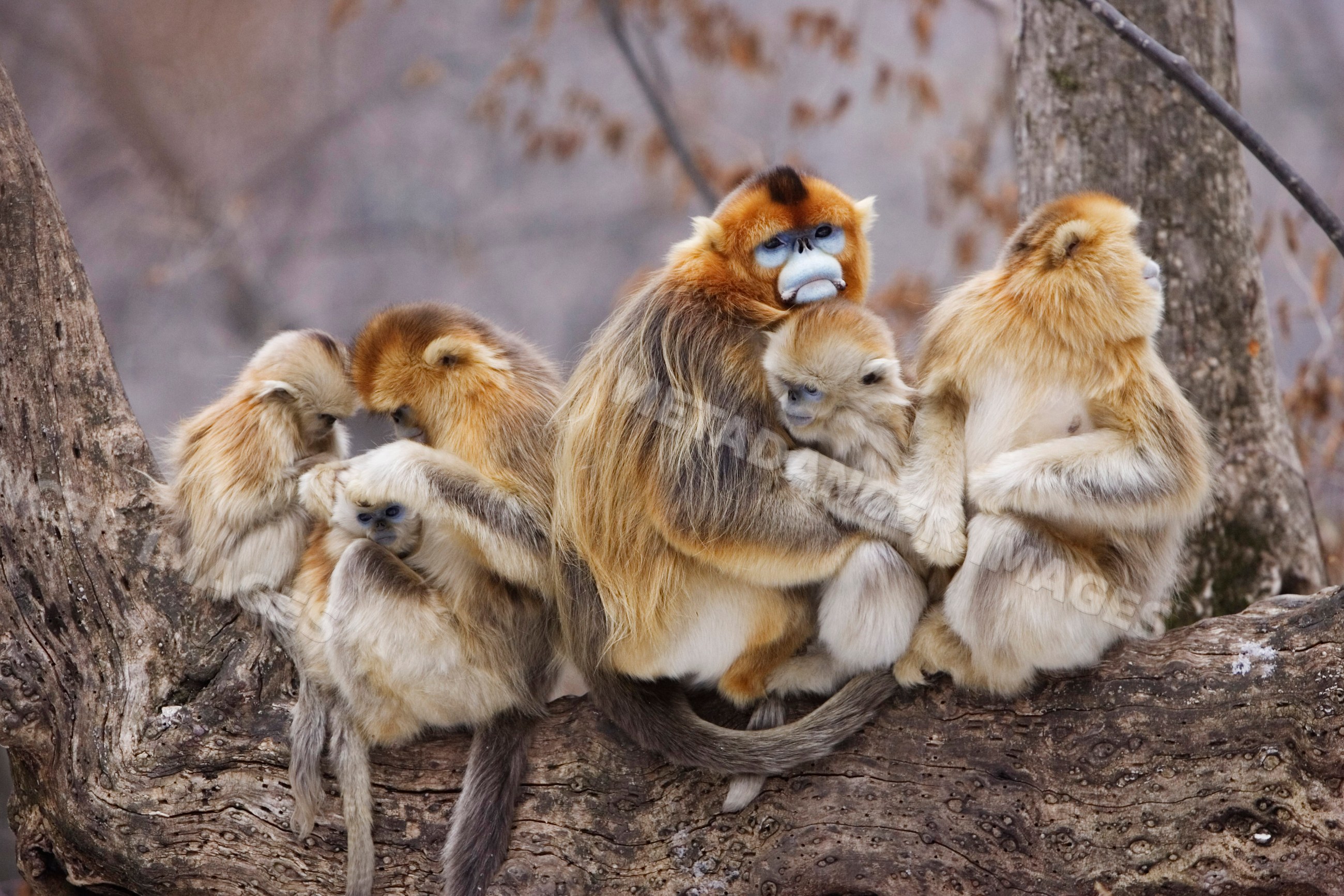 Golden monkeys sitting on tree branch in qinling mountains