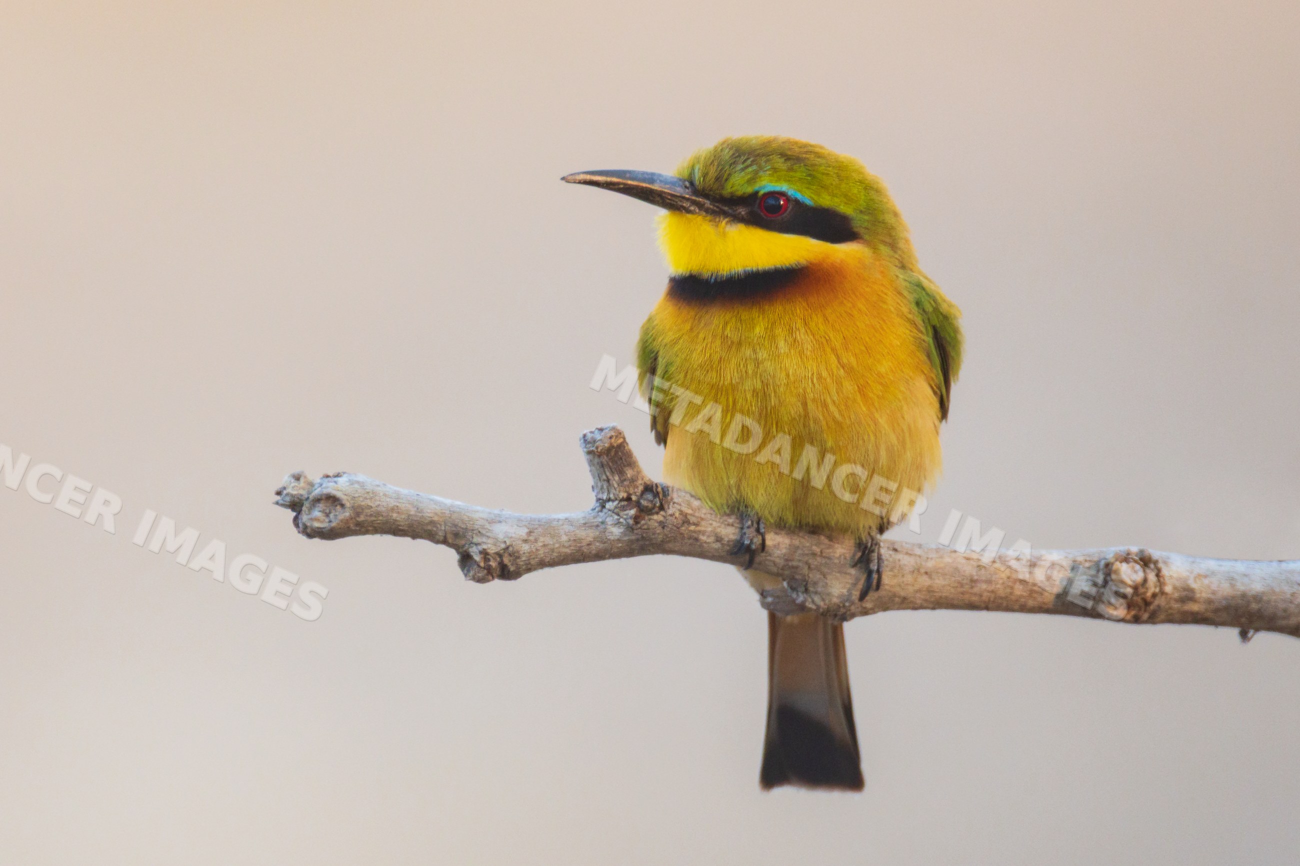 Little Bee-Eater bird perched on branch in South Luangwa national park