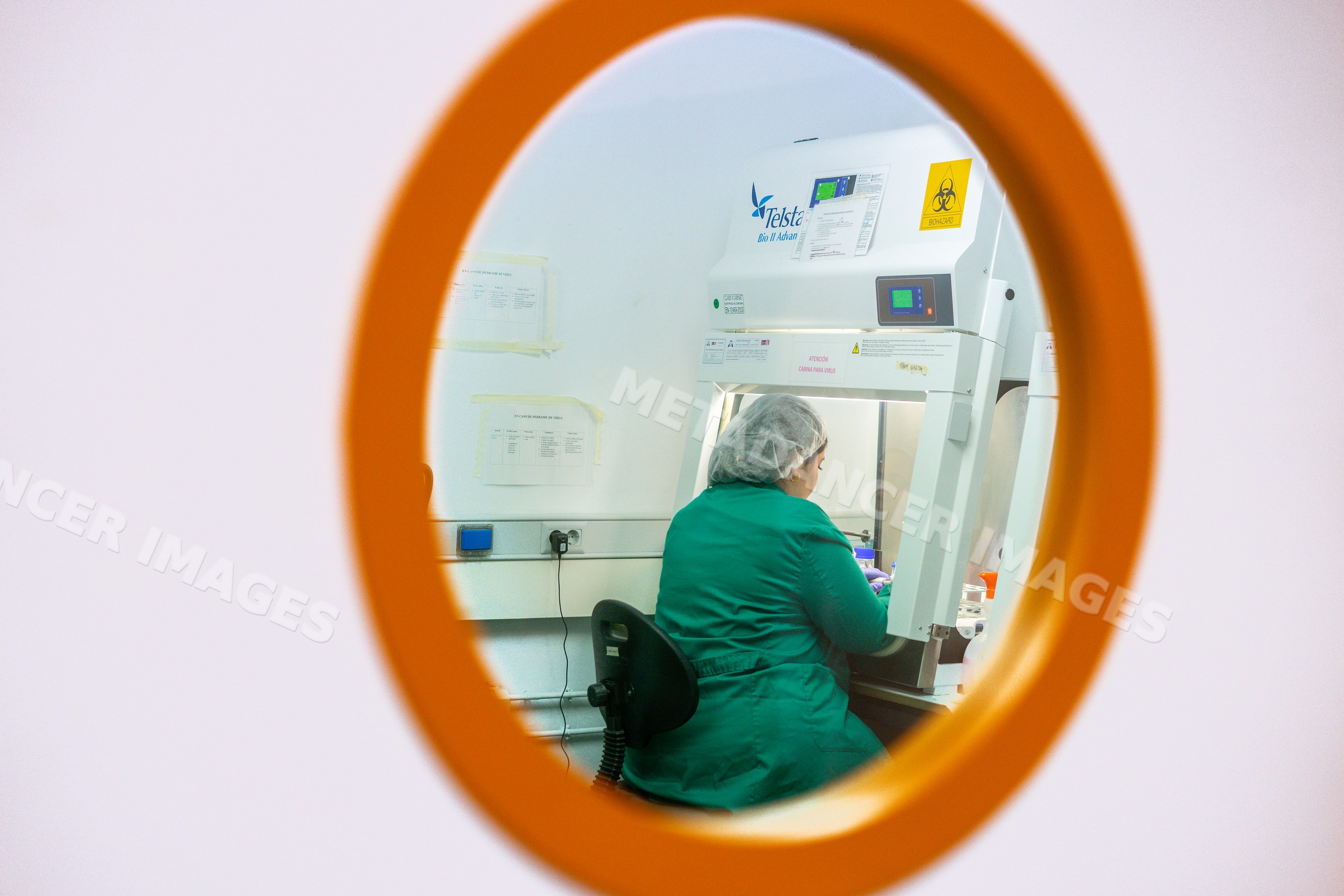 Scientist working in biological safety cabinet in laboratory