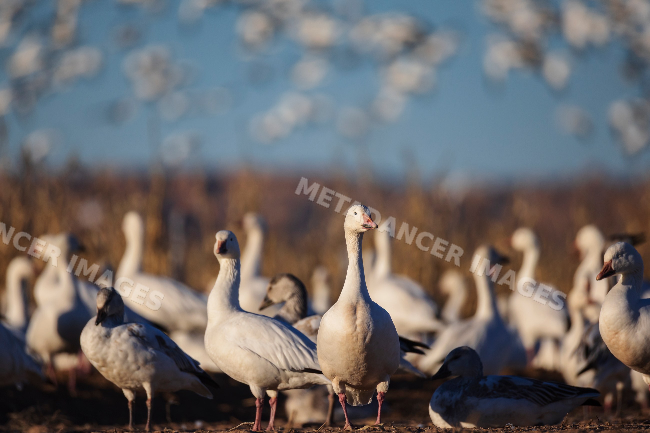 Snow Geese flock in Corn Field at ladd s gordon waterfowl complex New