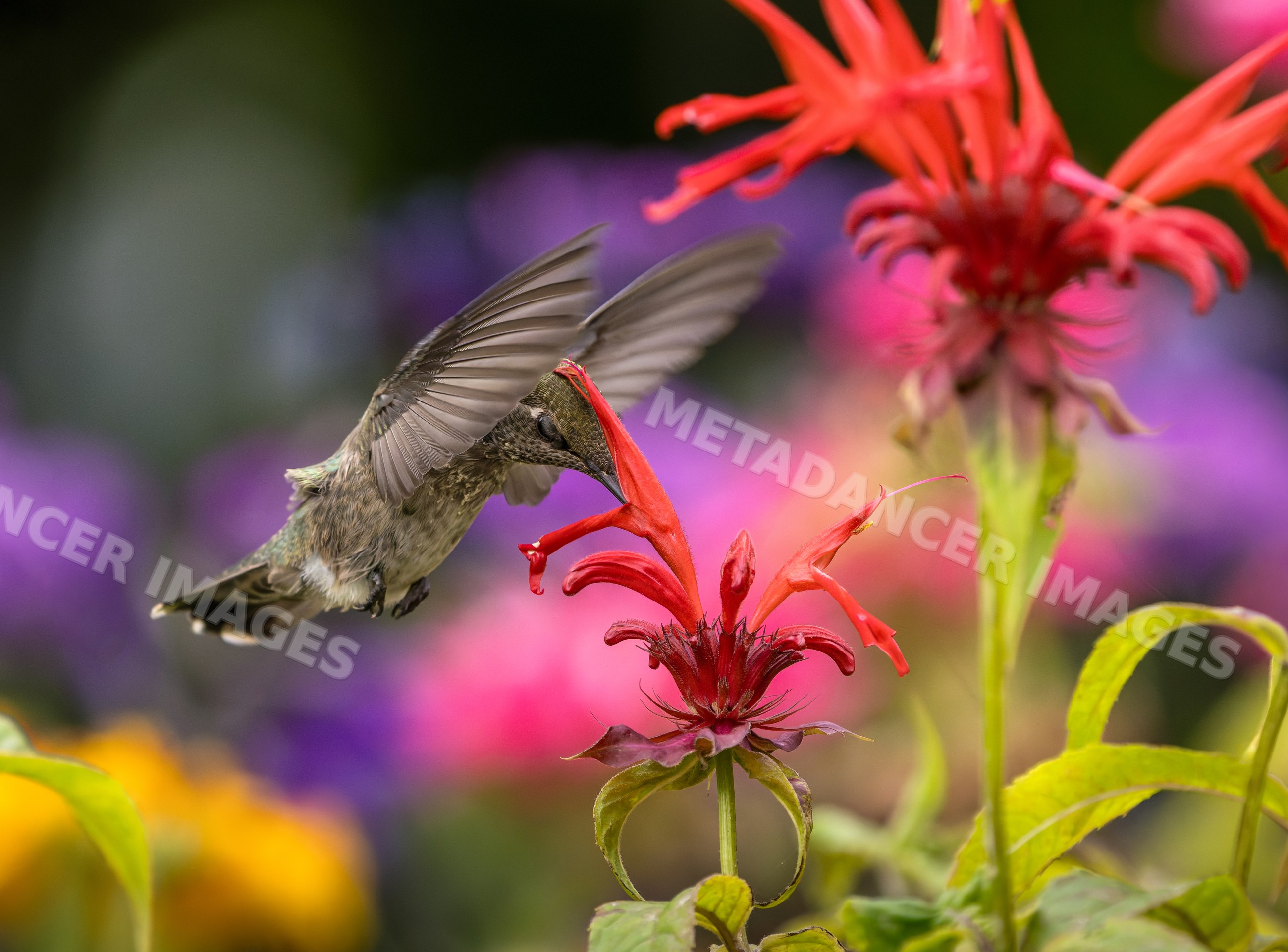 Hummingbird feeding on red bee balm flower in garden
