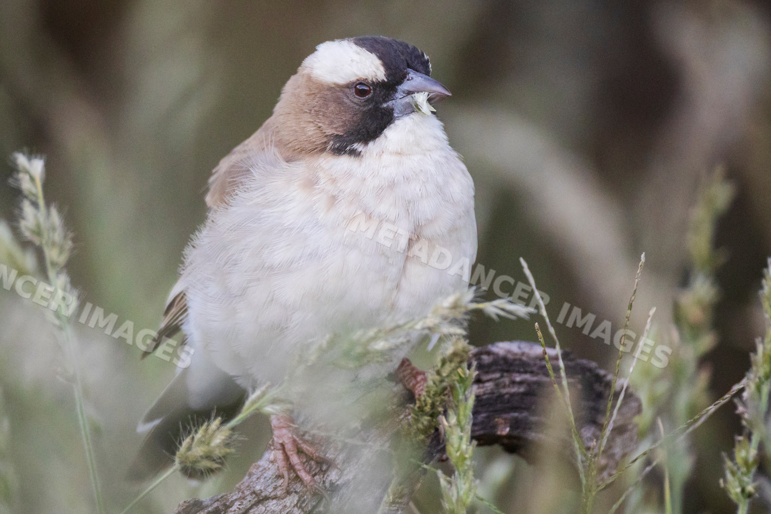 White-Browed Sparrow Weaver perched on branch