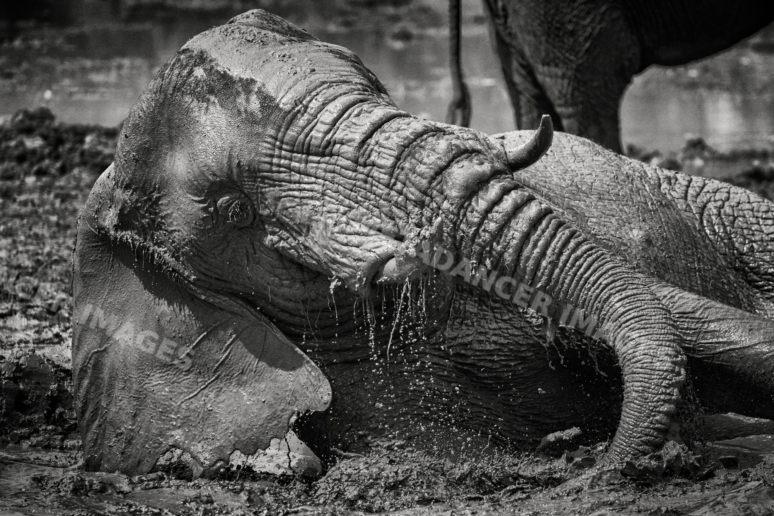 African Elephant taking a mud bath in a park