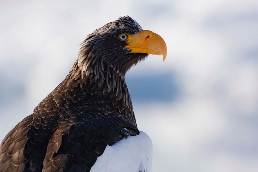 Steller's sea eagle perched hokkaido japan