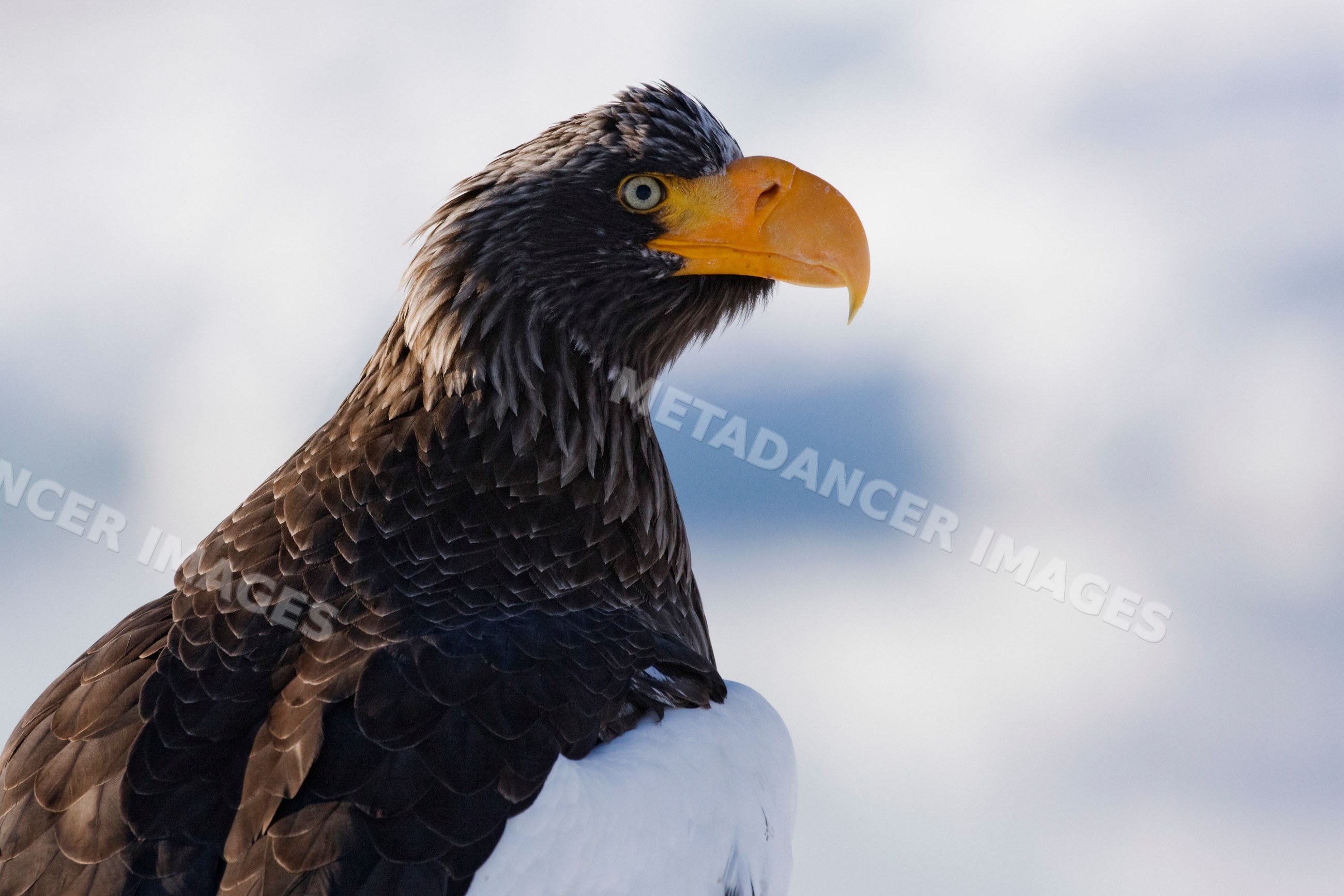 Steller's sea eagle perched hokkaido japan