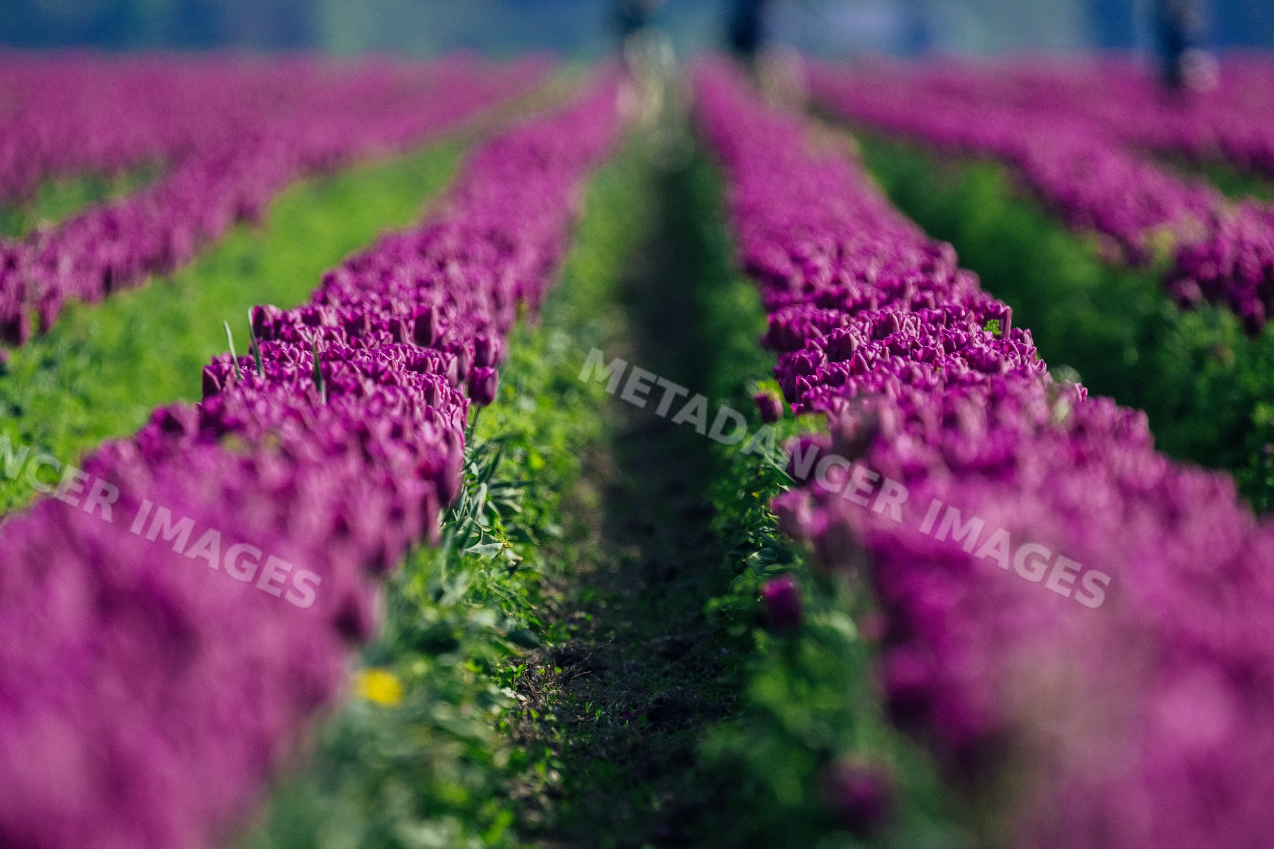 Purple flowers growing in rows in a flower field