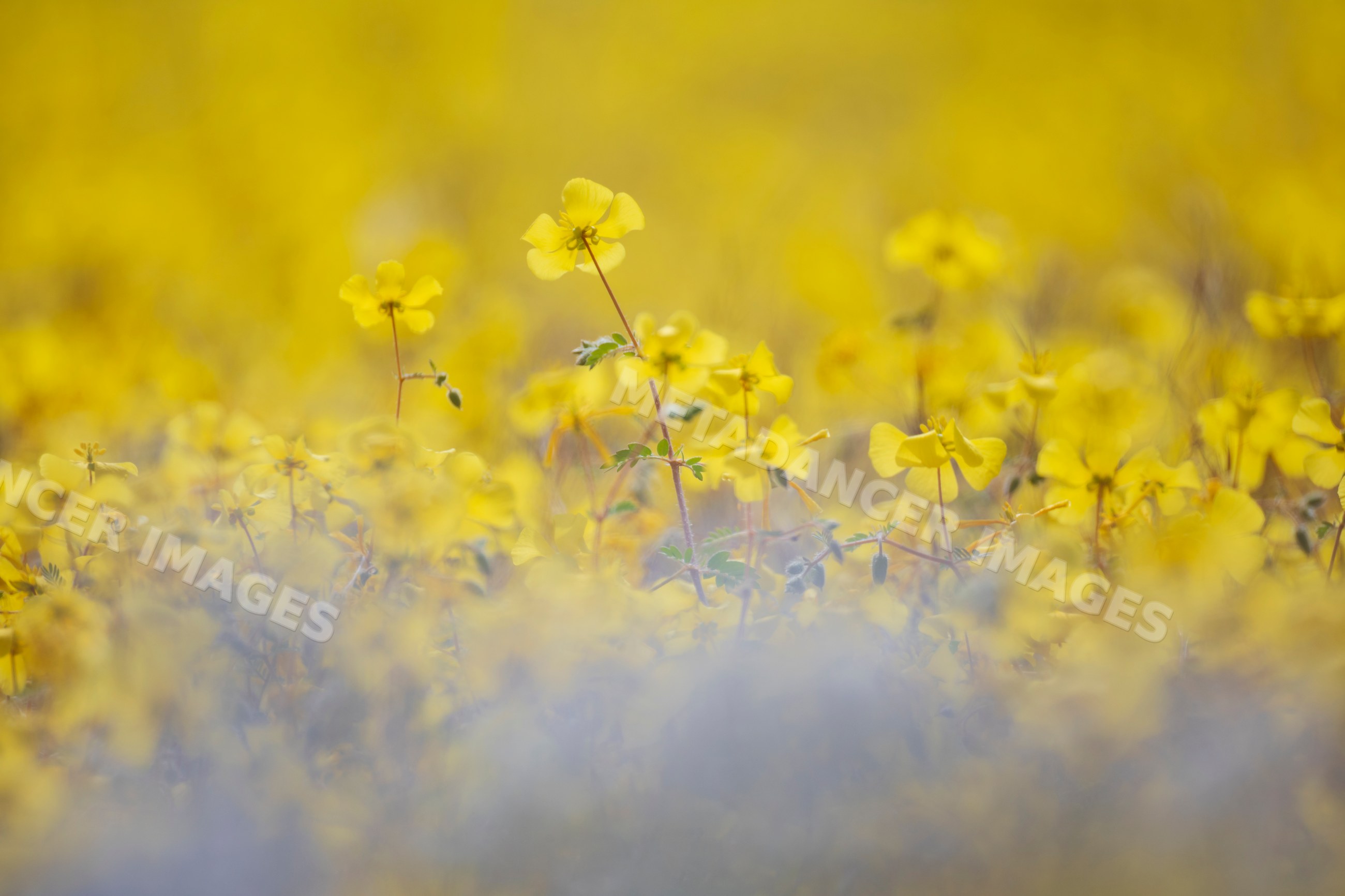 Devil's Thorn yellow flowers blooming in kunene region, Namibia