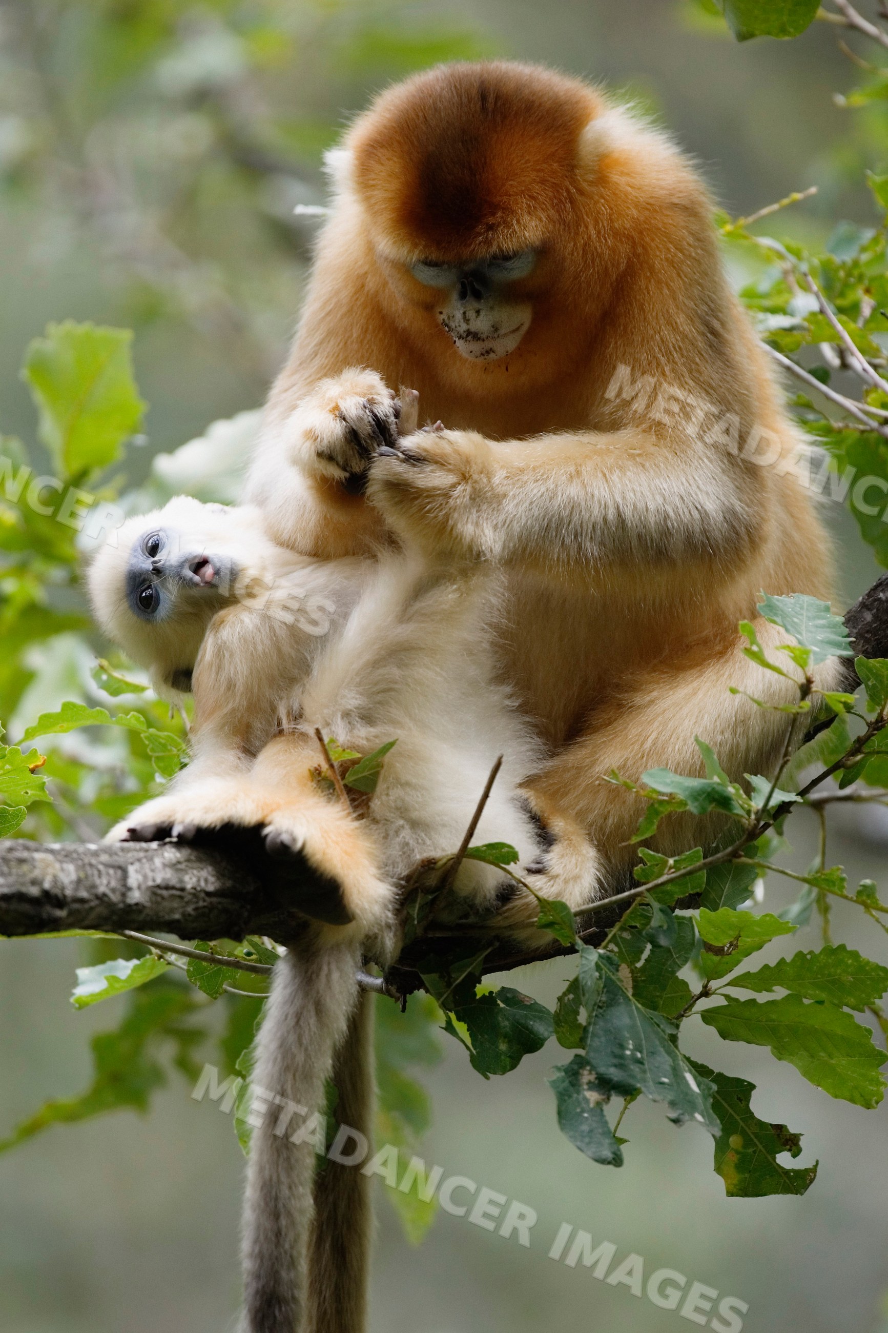 Golden monkey mother grooming baby on tree branch china
