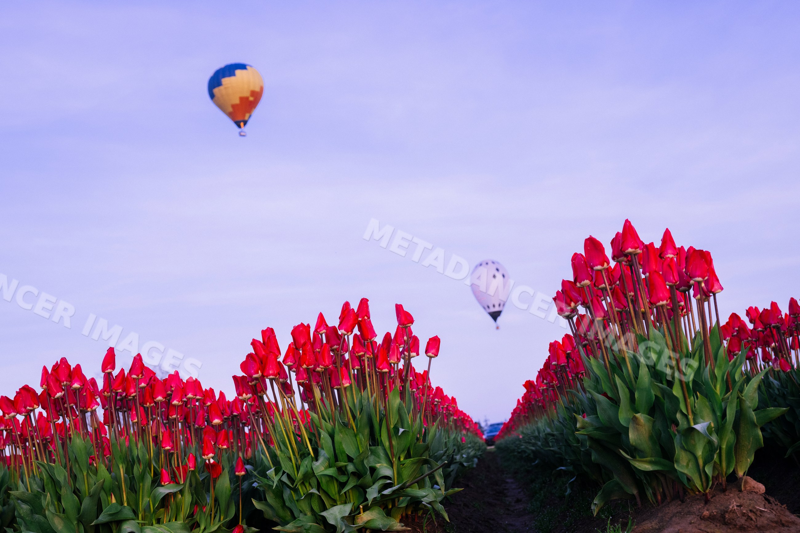 Red tulips blooming under hot air balloons in a USA flower field