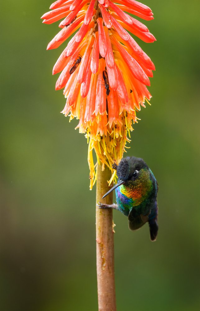 Colorful hummingbird feeding on red hot poker flower