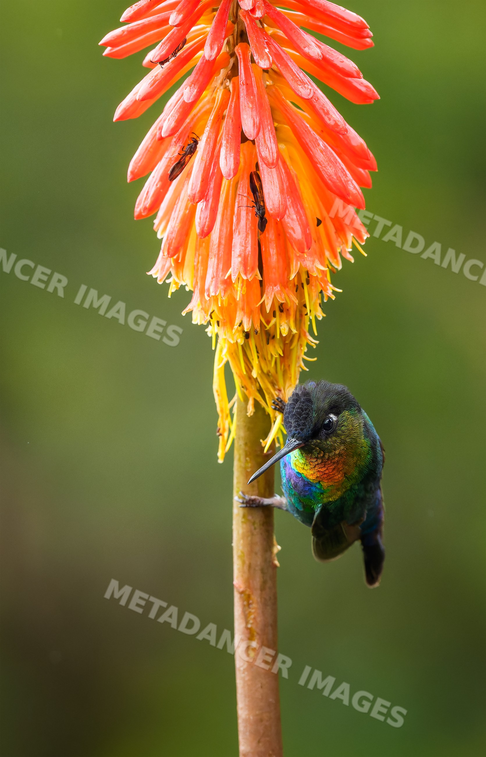 Colorful hummingbird feeding on red hot poker flower