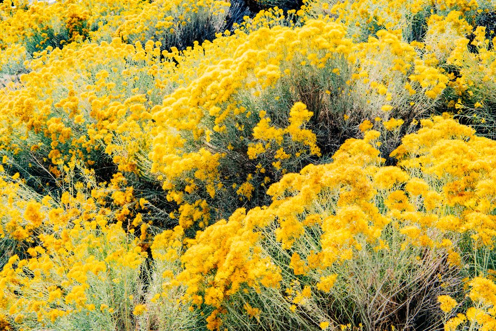 Yellow wildflowers blooming densely on shrubs