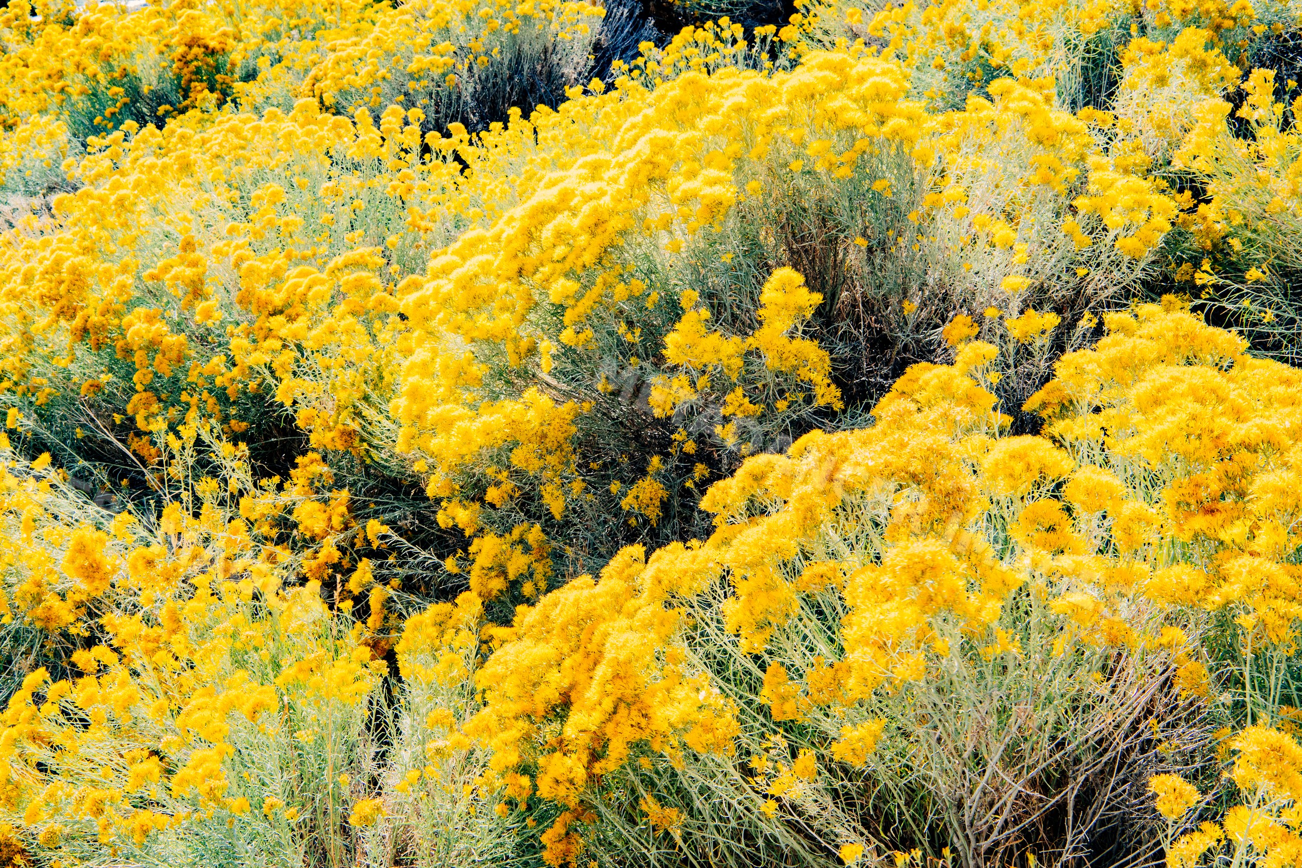Yellow wildflowers blooming densely on shrubs