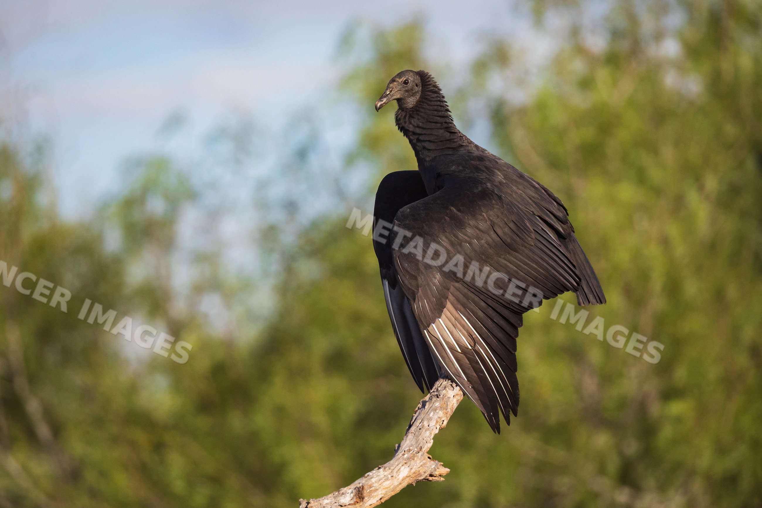 Black vulture perched on a dead branch in Texas nature reserve