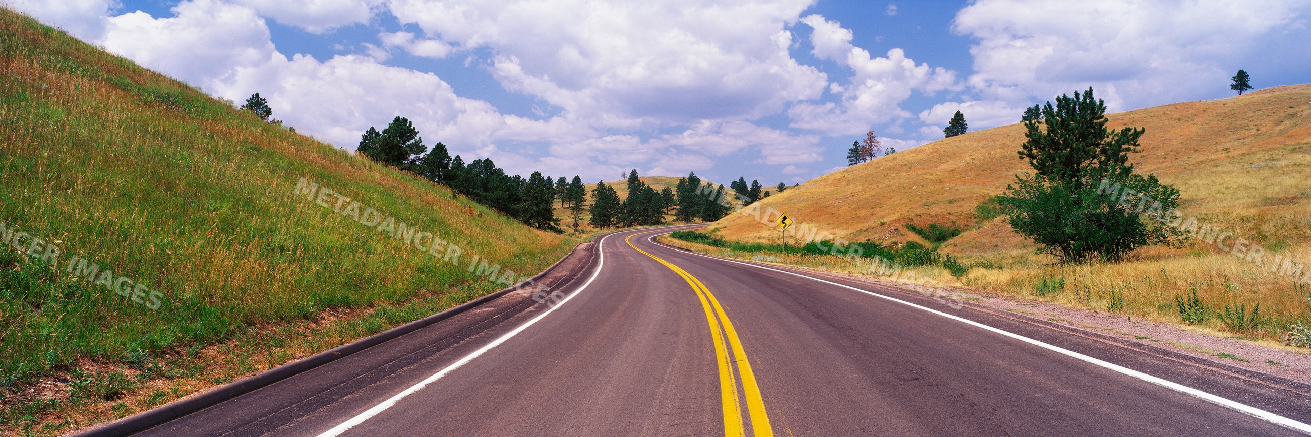 Road winding through grassy hills and pine trees