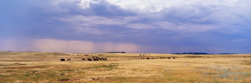 Buffalo herd grazing on prairie south dakota