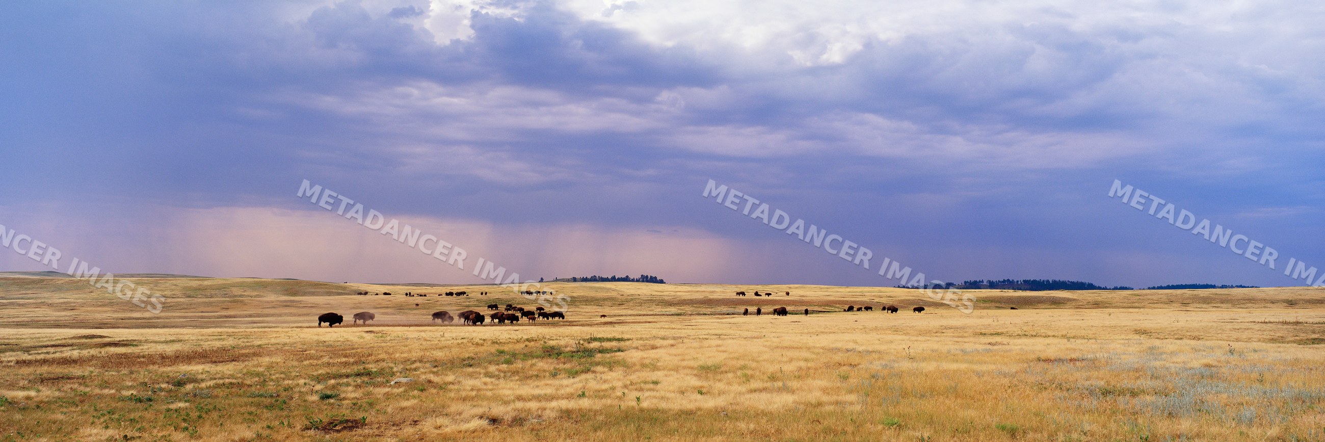 Buffalo herd grazing on prairie south dakota