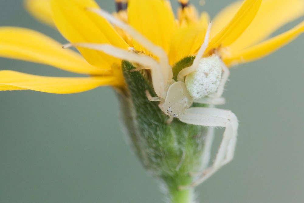 Crab spider on yellow flower in Texas wildlife macro photograph