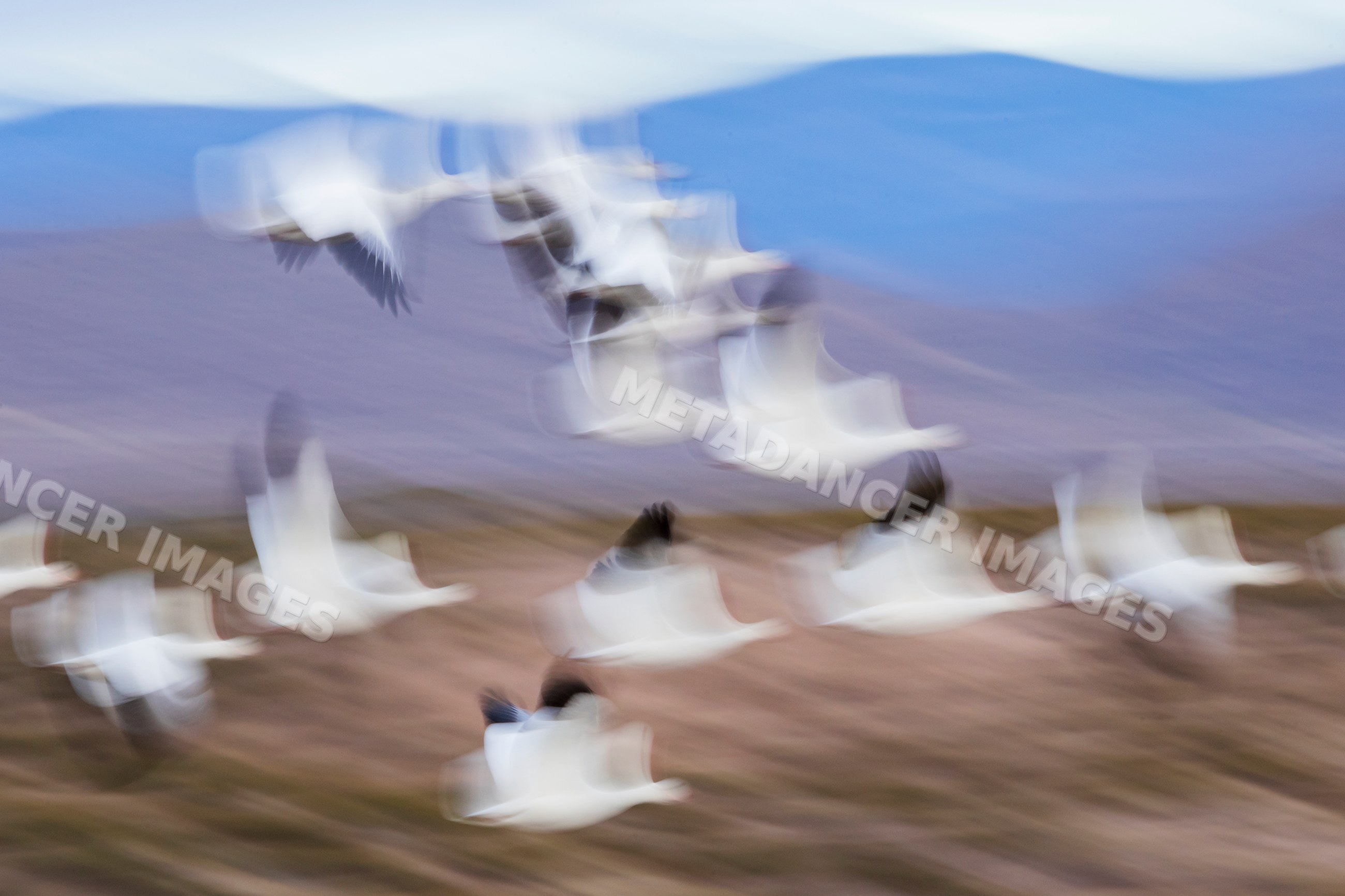 Snow Geese flying with motion blur in bosque del apache New Mexico