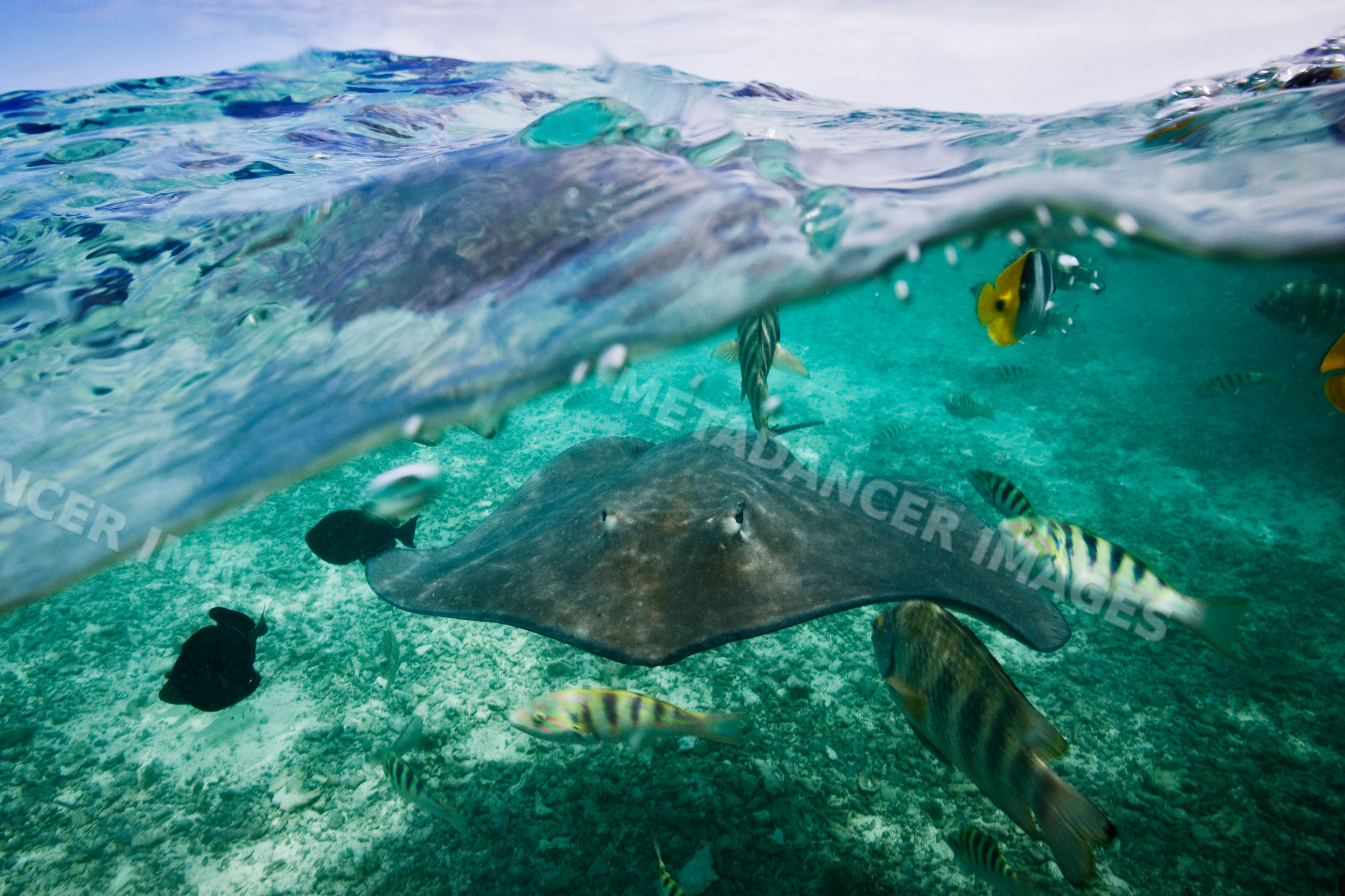 Manta ray swimming underwater with tropical fish ocean