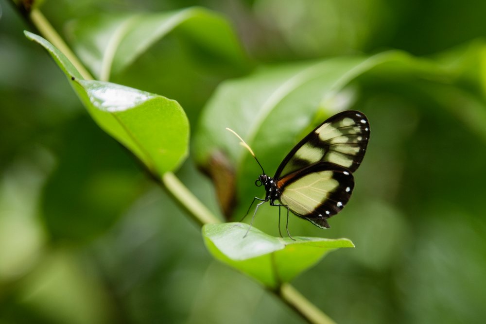 Butterfly resting on green leaf in outdoor natural environment