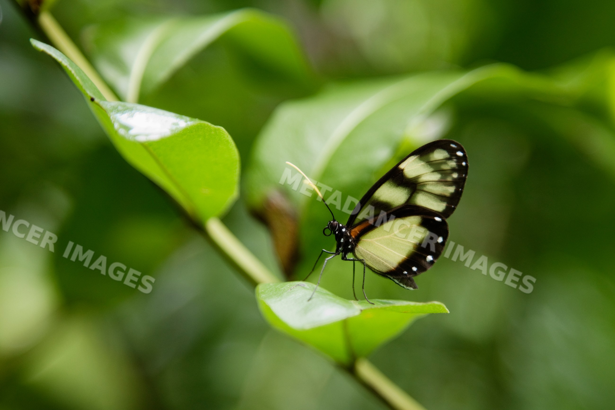 Butterfly resting on green leaf in outdoor natural environment