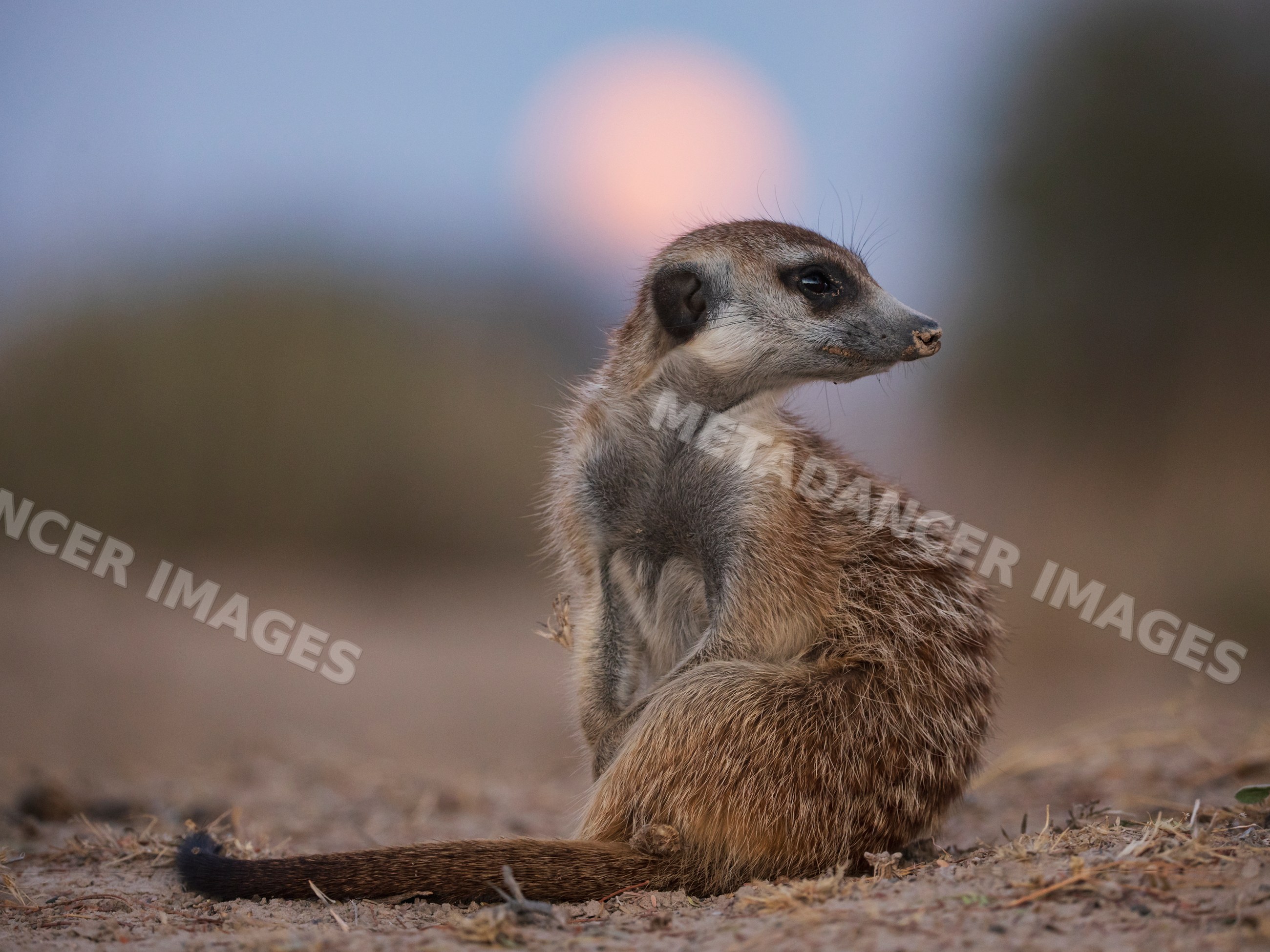 Meerkat sitting at moonrise in Kalahari Desert