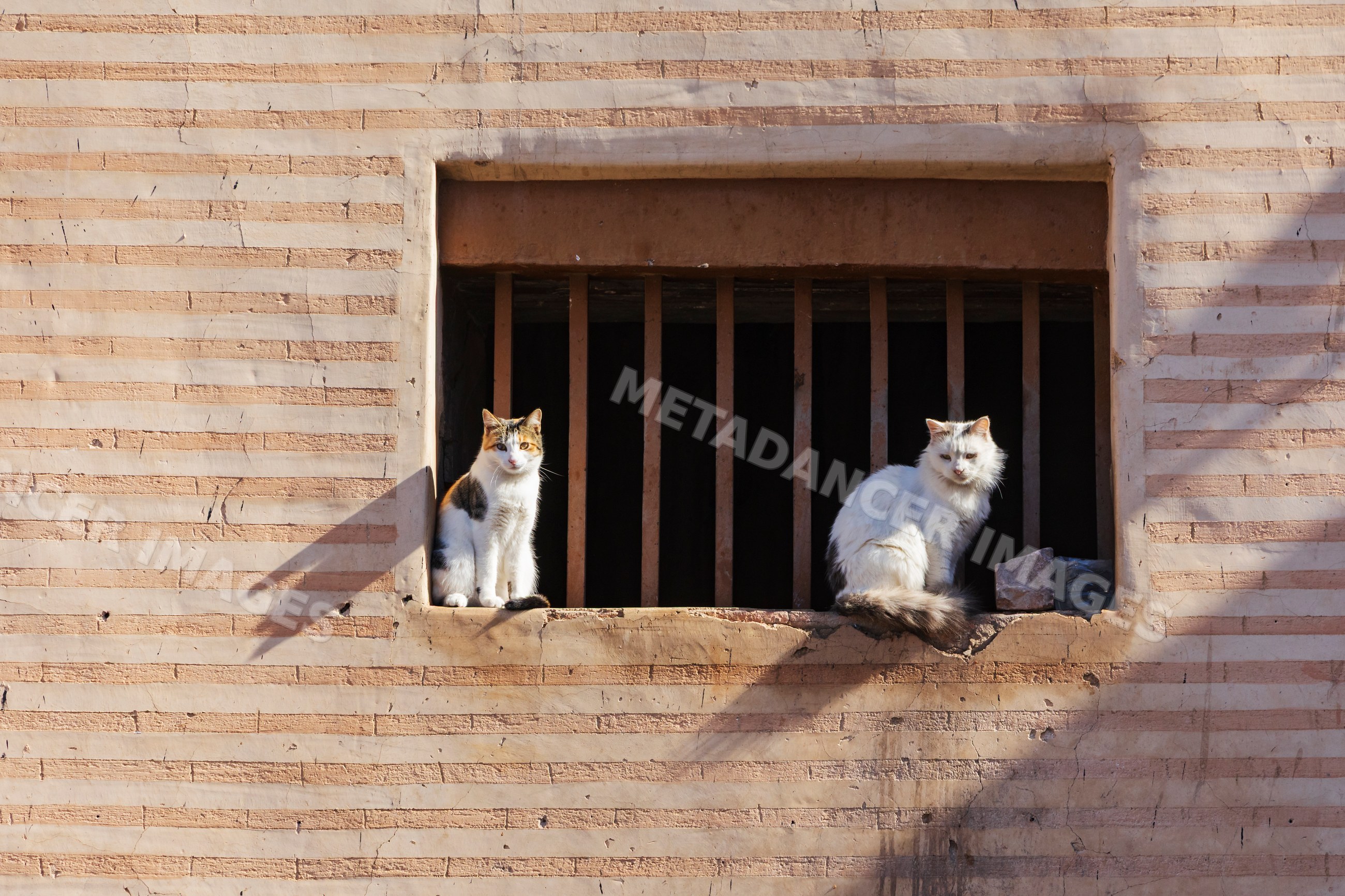 Two Cats sitting on a barred window in marrakech Morocco