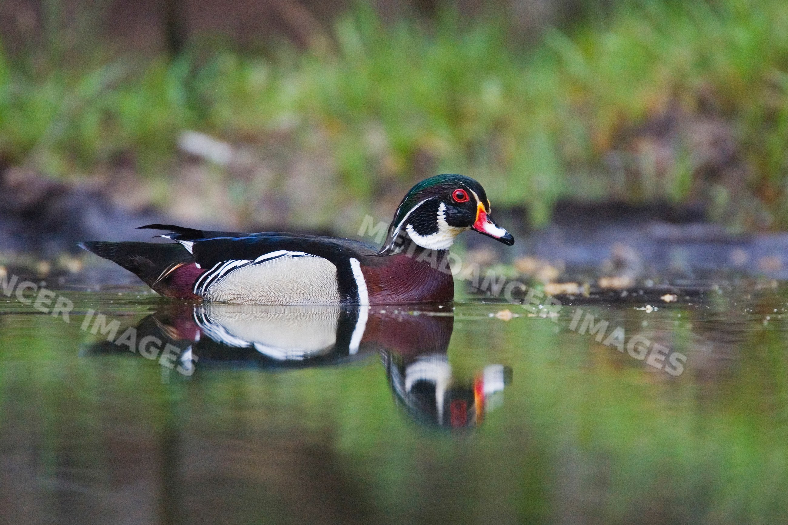 Male wood duck swimming in pond in Texas