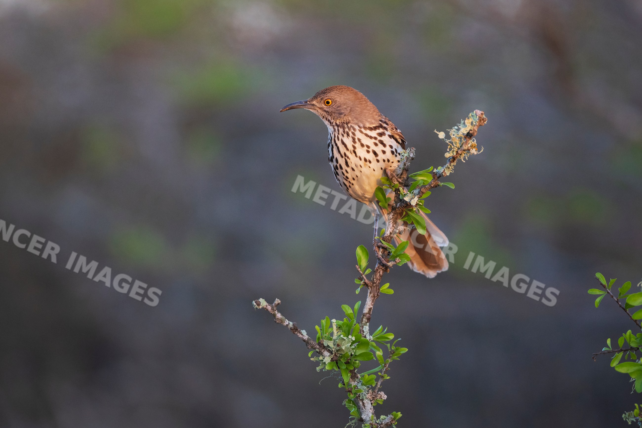 Long billed thrasher perching on branch at Sunrise in South Texas