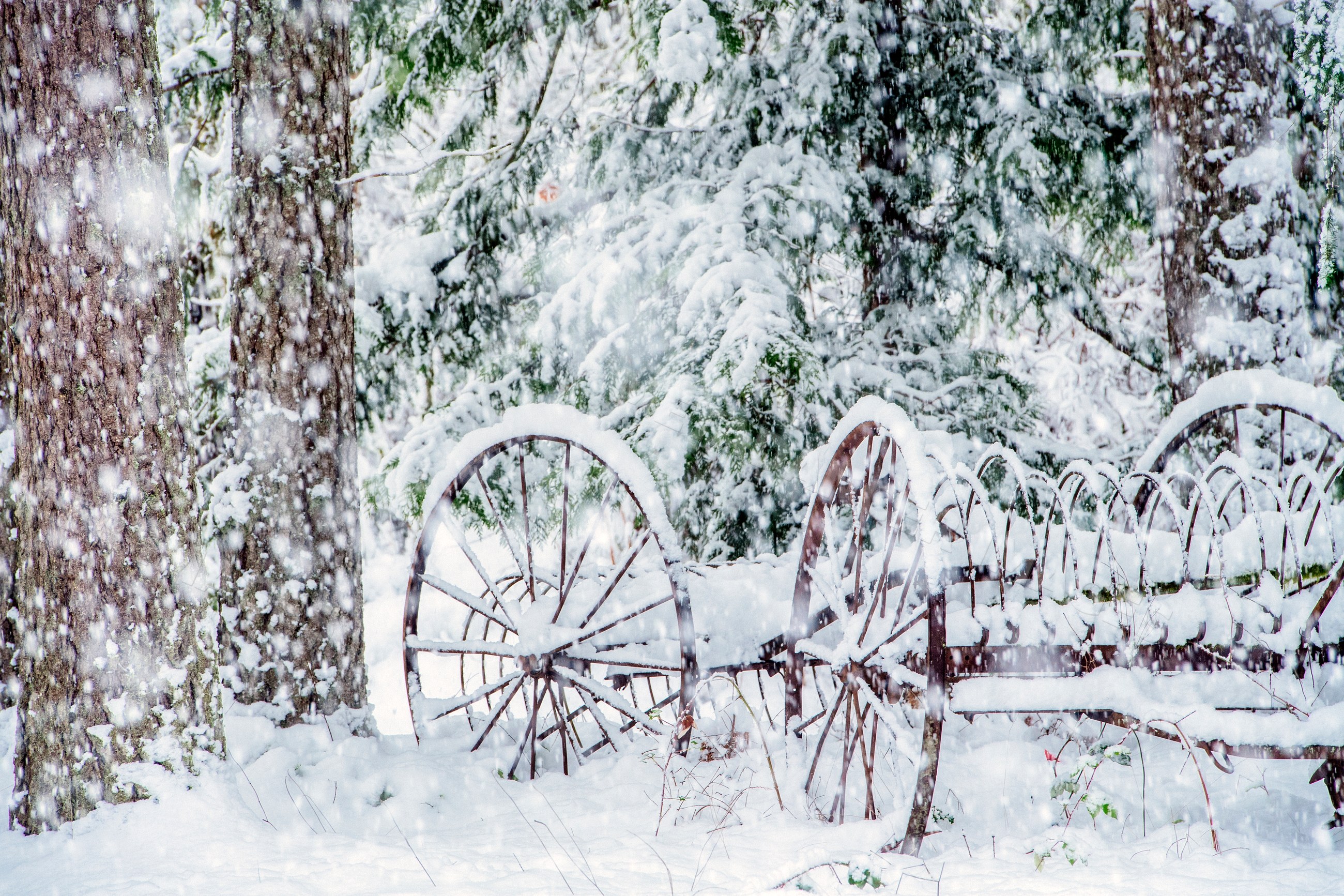 Rusty metal wheels leaning against snow-covered trees